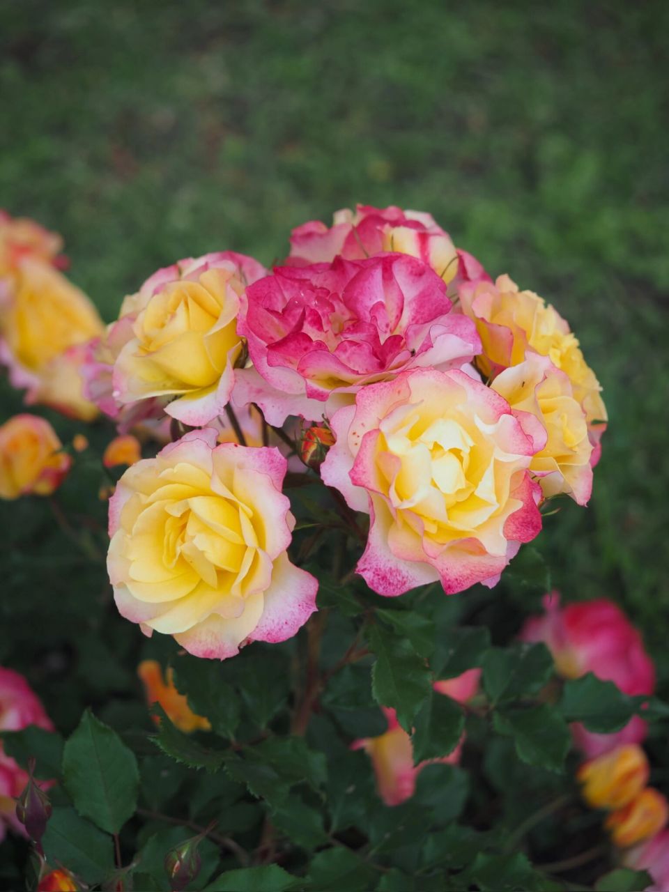 科德斯月季 田园憧憬 landlust