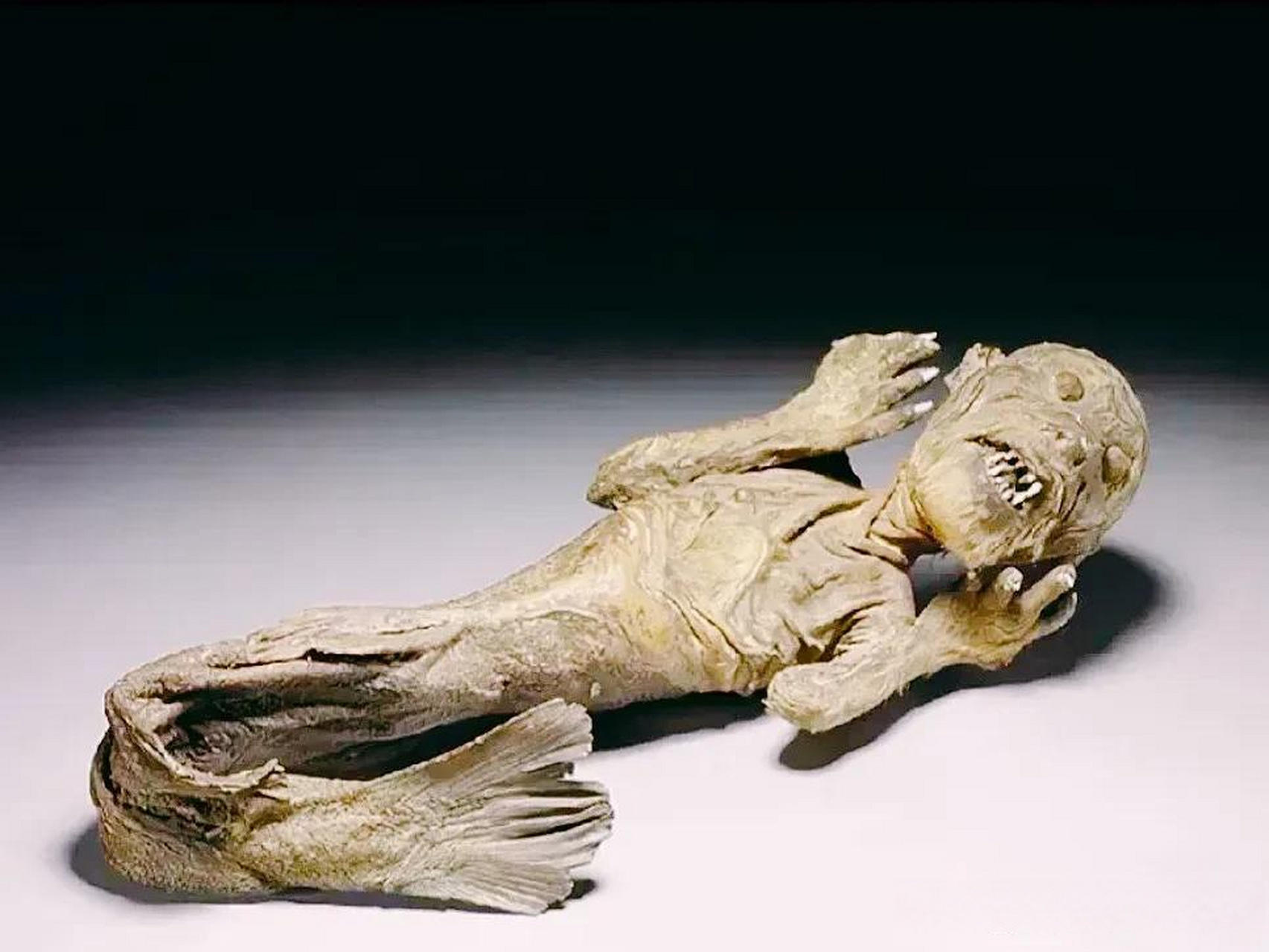 据了解,这条美人鱼是在18世纪.