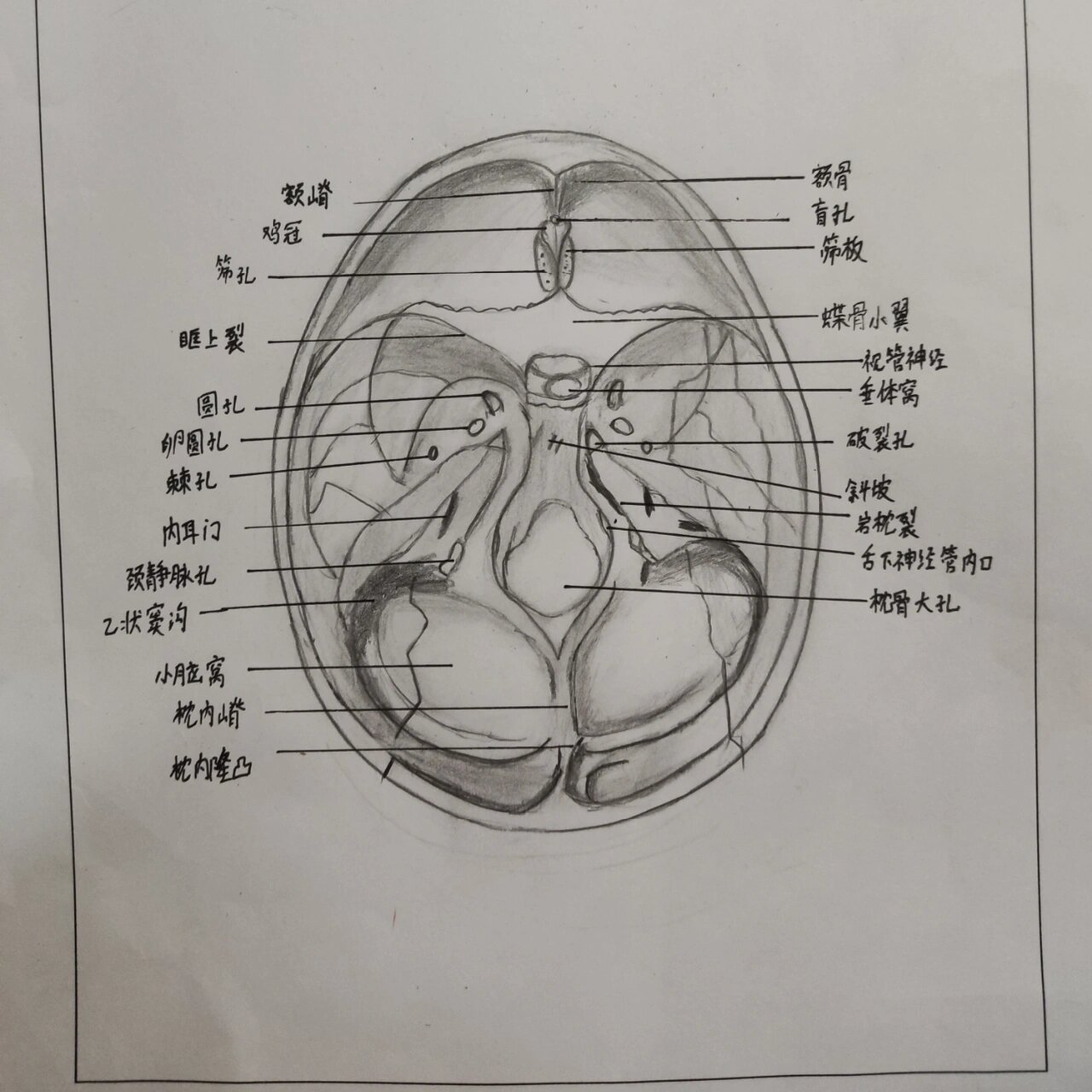颅底内面观