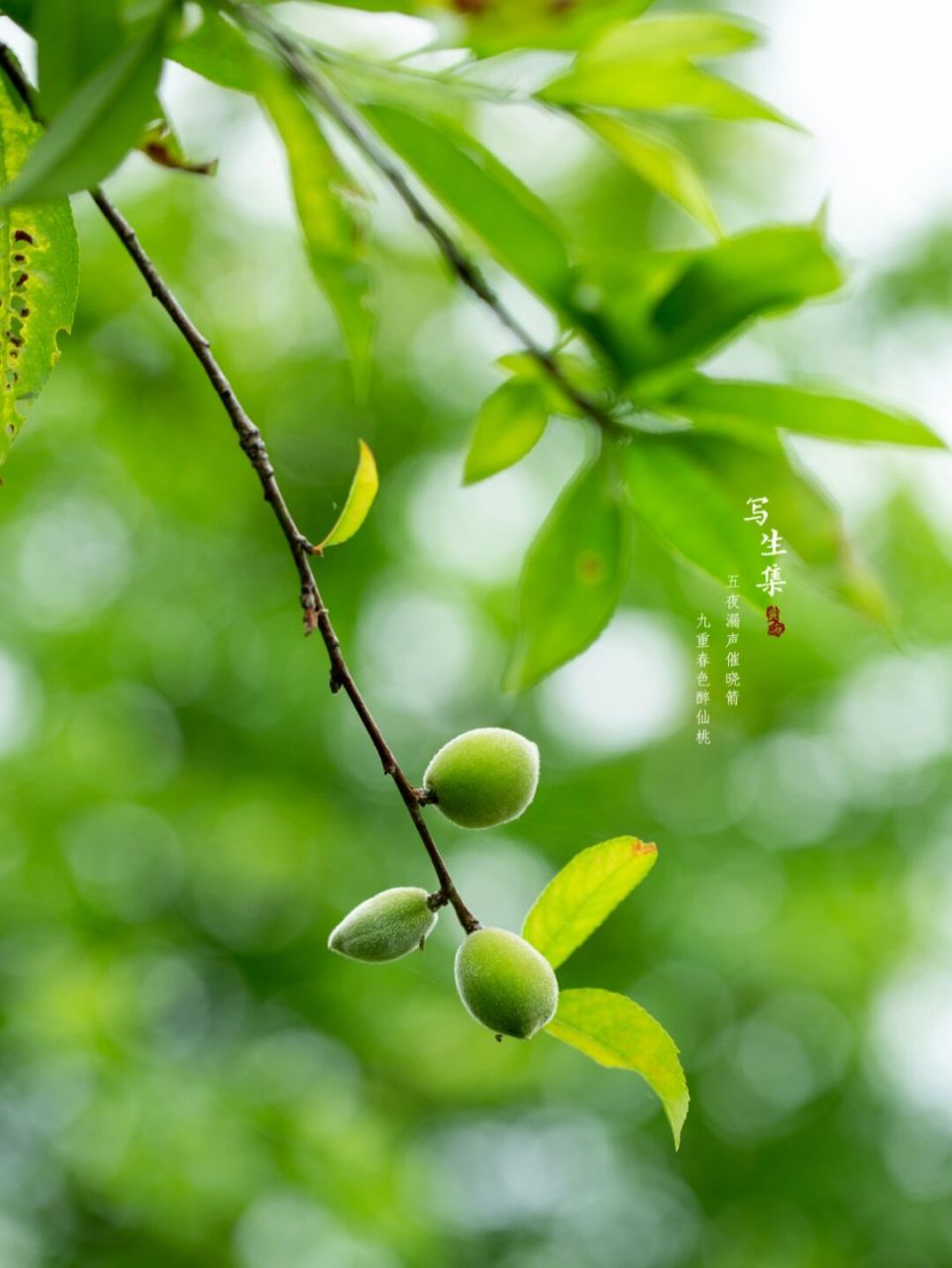 醉仙桃果实图片