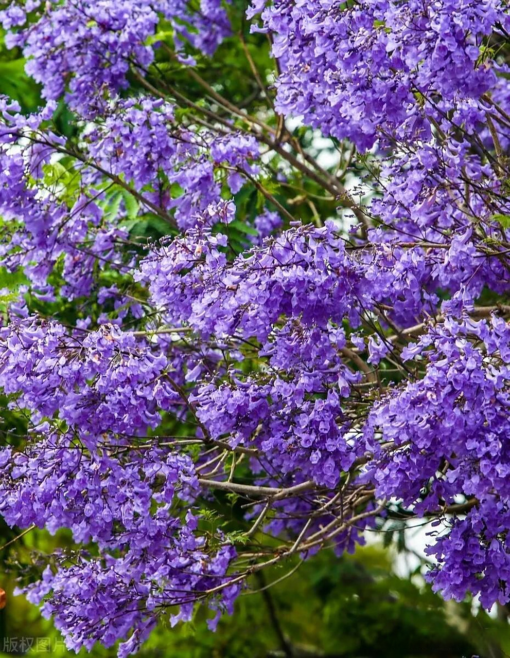 don )是紫葳科蓝花楹属的落叶乔木,叶对生,花蓝色,花萼筒状,花冠筒