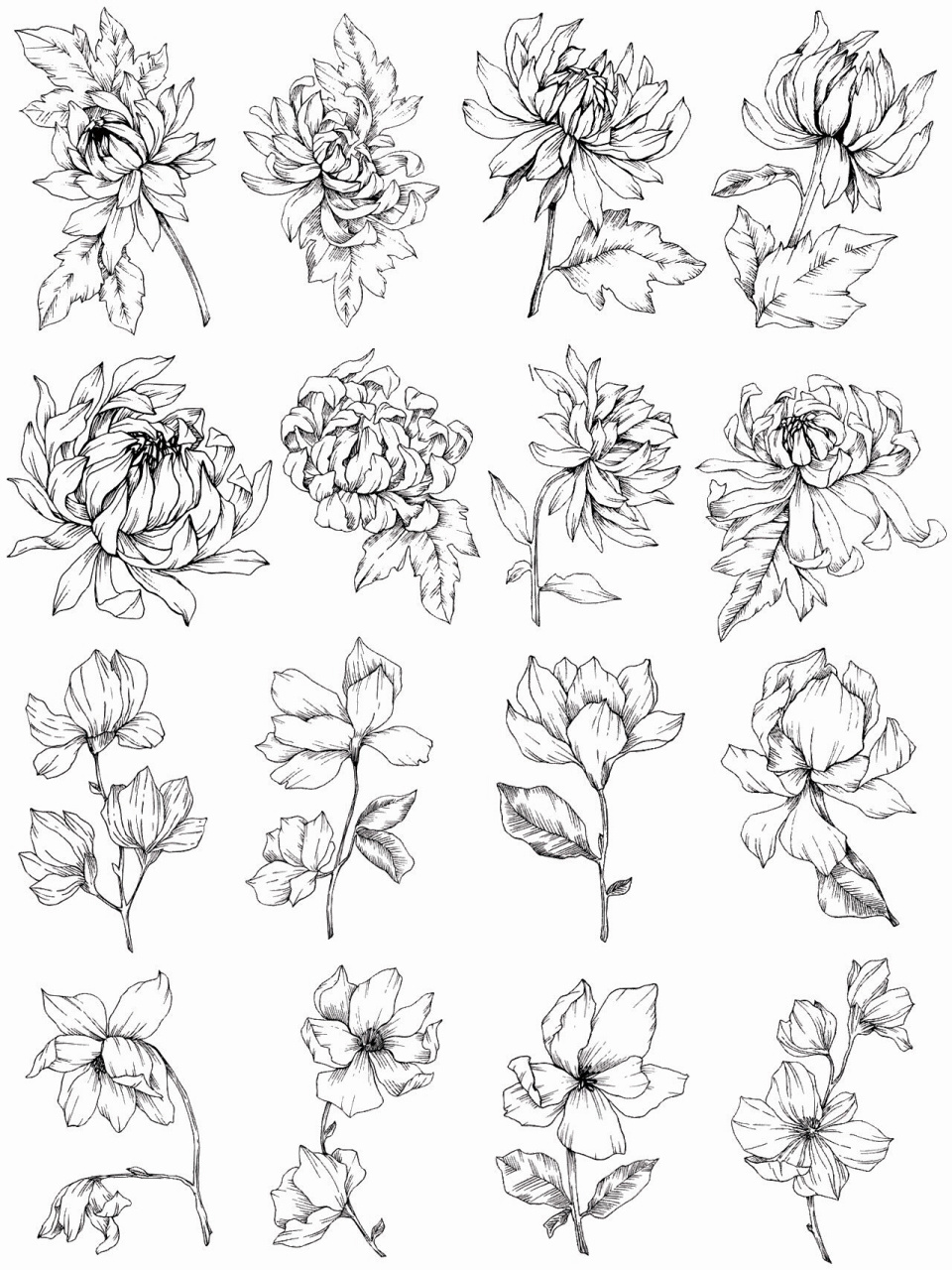 零基础学插画|植物花卉线稿合集~ 周末画画时间到,植物花卉线稿临摹