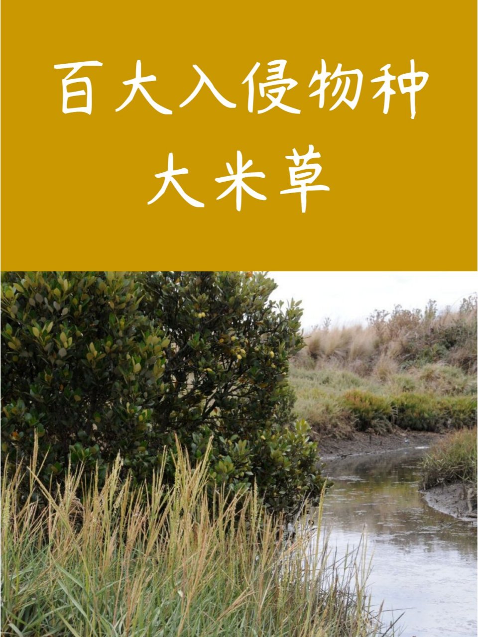 糯米草百科(糯米草的药用价值)