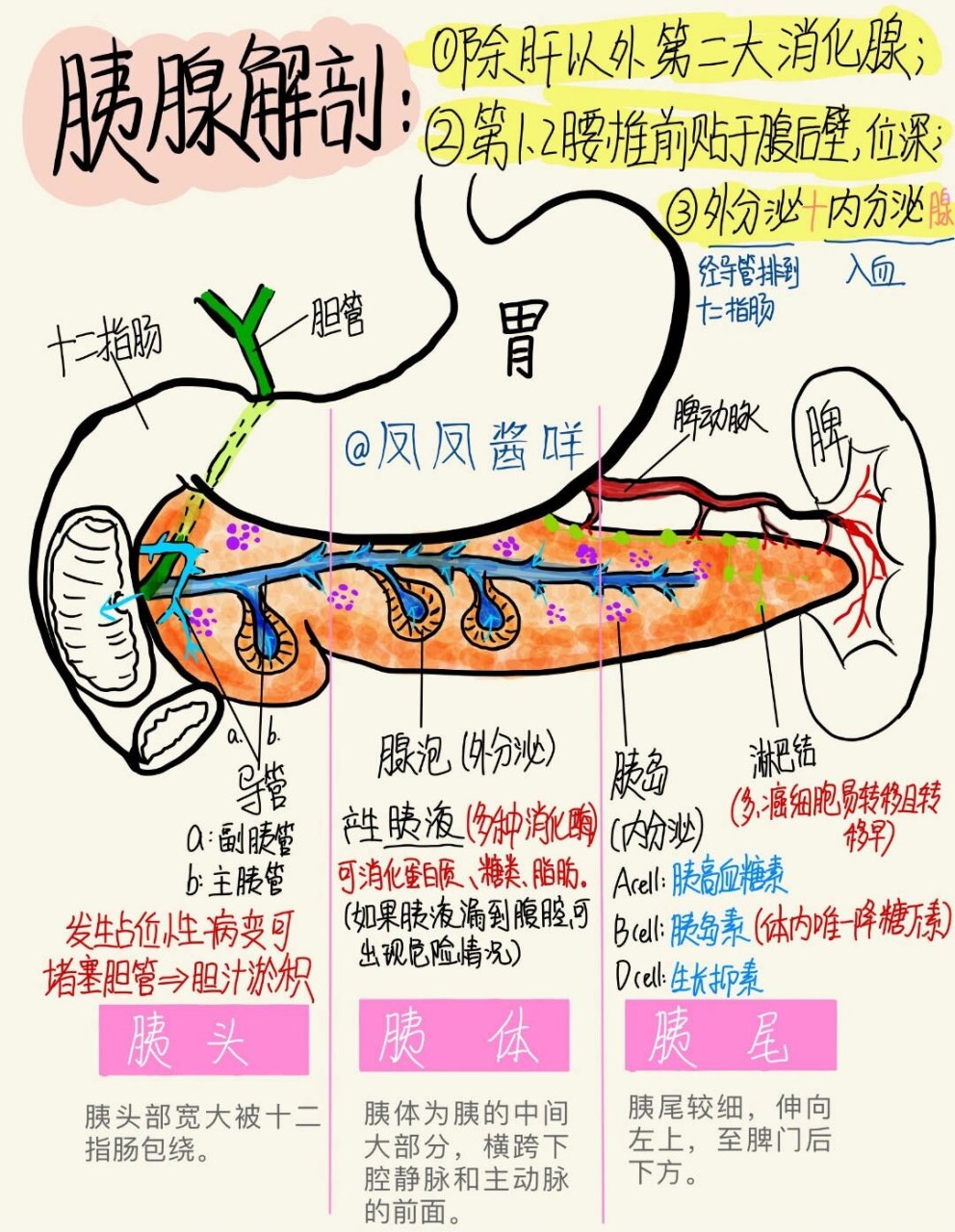 肝脏的五叶八段中文图图片