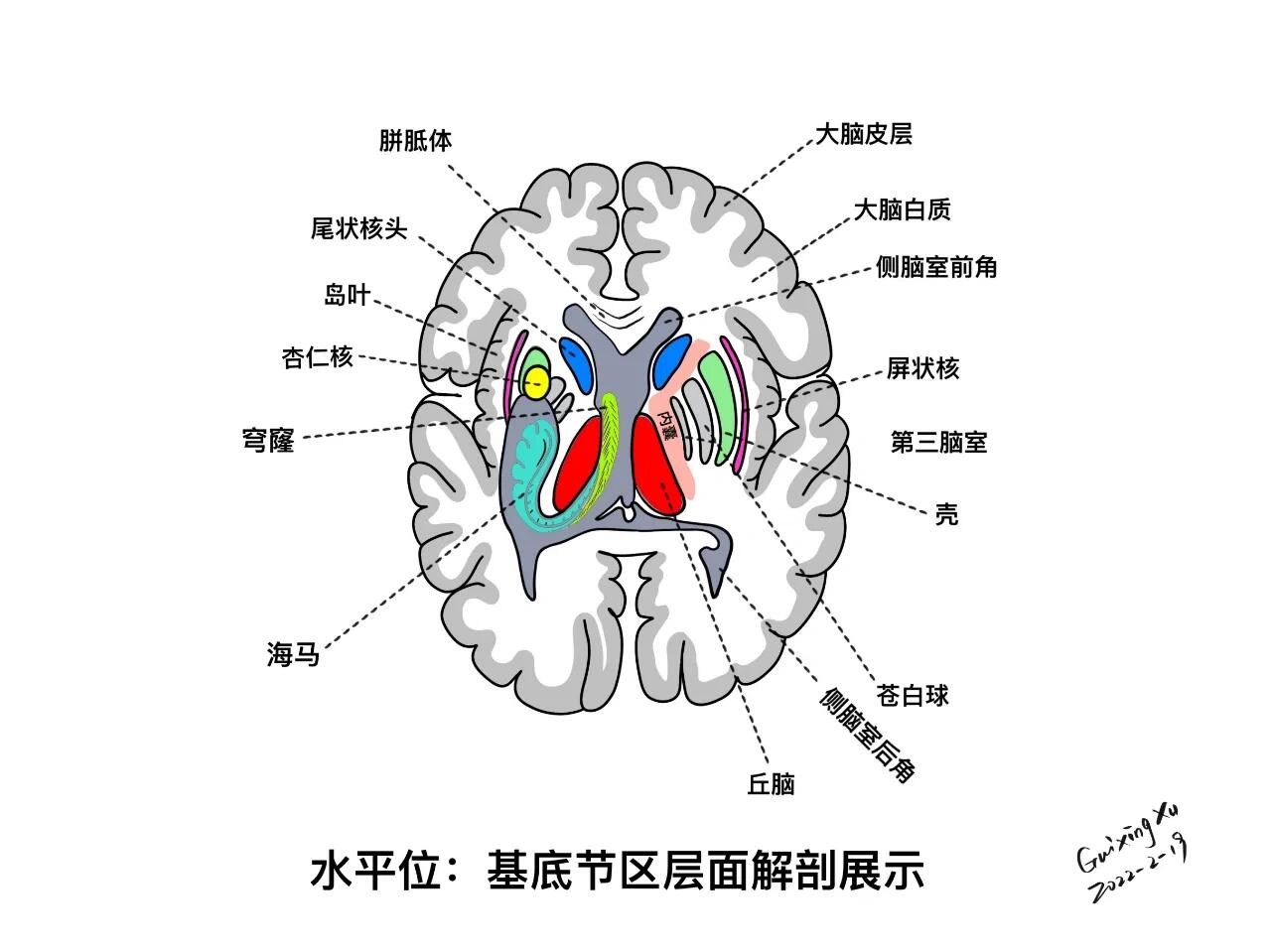 基底节内囊图片