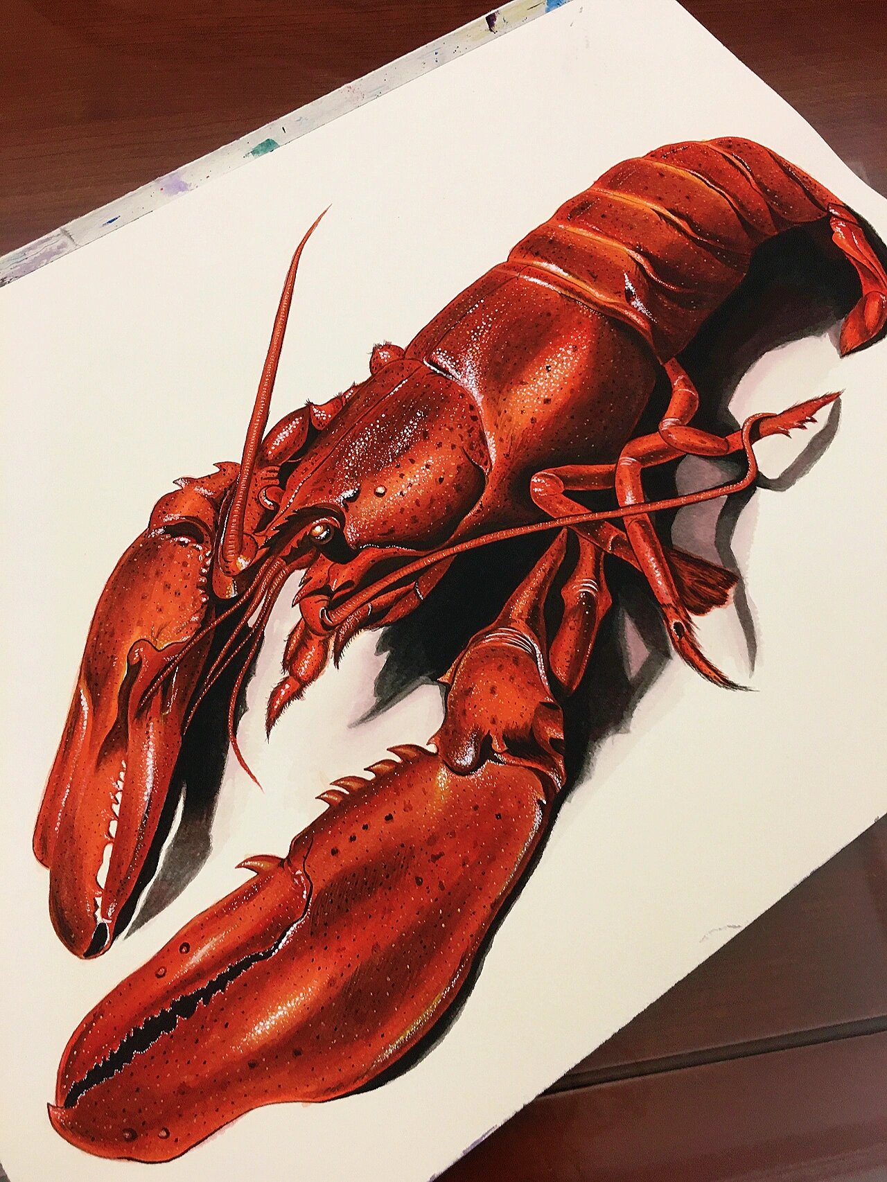 手绘大龙虾 龙虾要从画里爬出来了哦