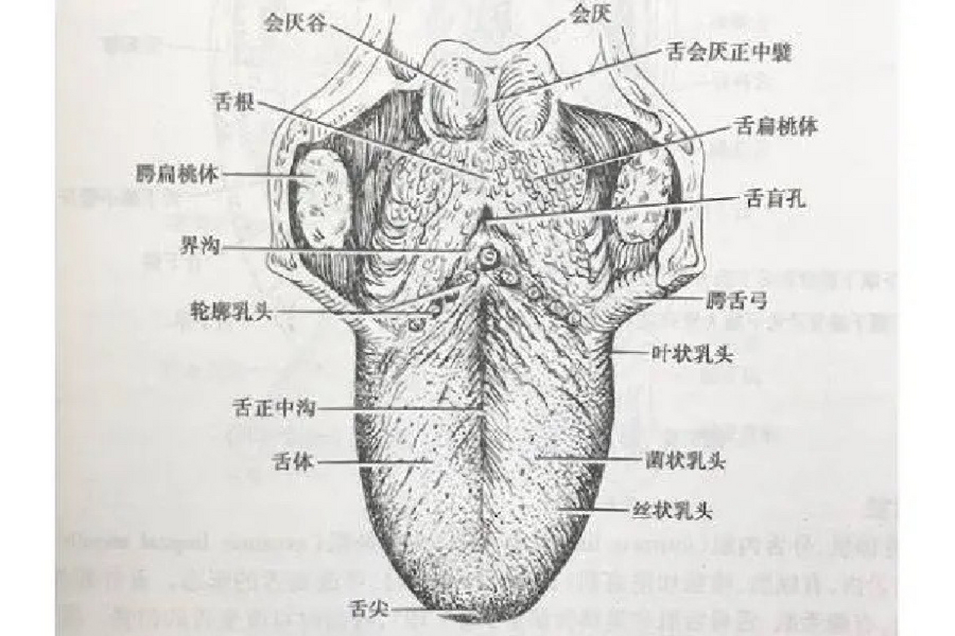 白口铁组织示意图图片