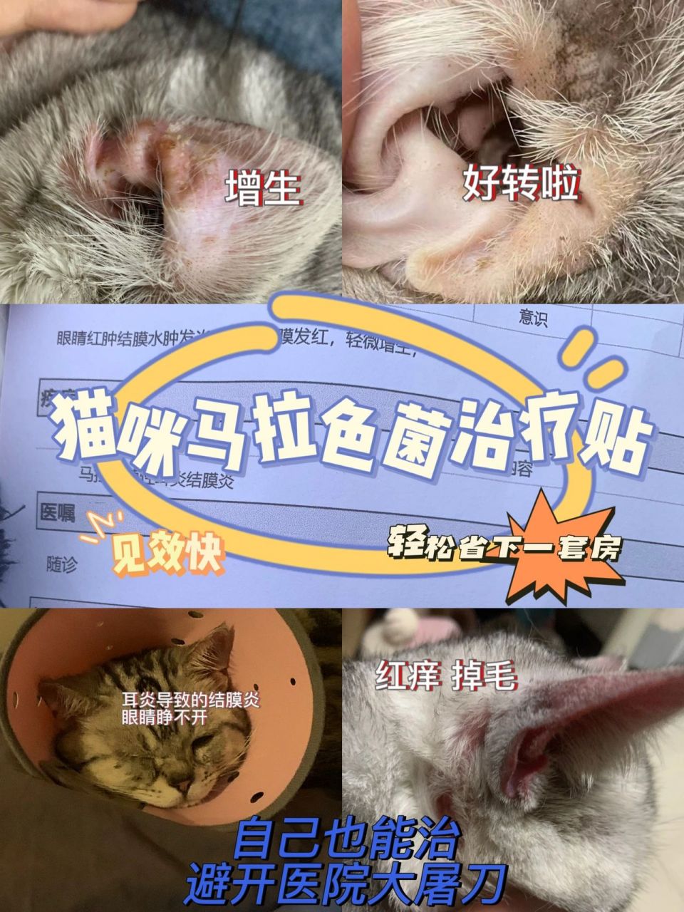 猫咪马拉色菌治疗60151周恢复 058715治疗疗程总结在最后一