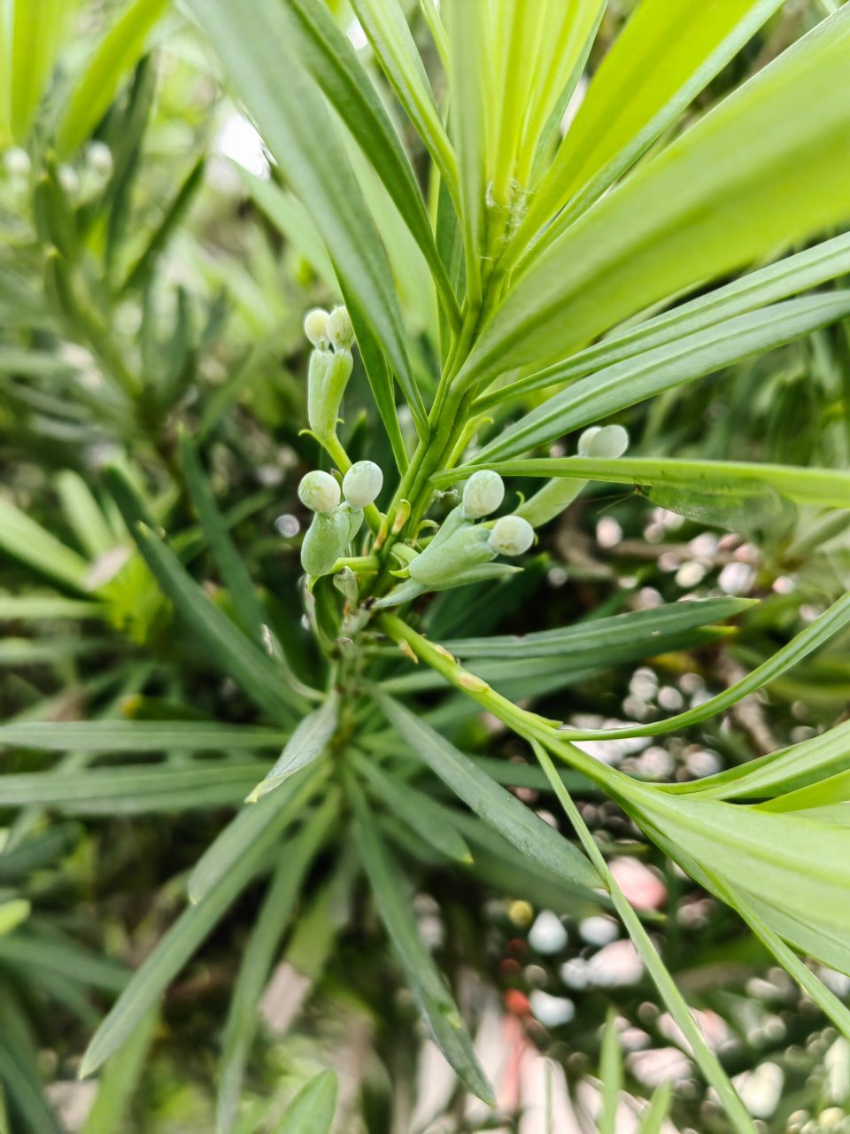 可可爱爱的罗汉松果子,又可以吃吃吃 今年发现好多罗汉松都结果了