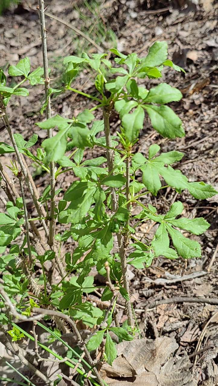 周末探寻到了山野菜刺五加,也叫五叶菜,回到家就是一顿美餐.