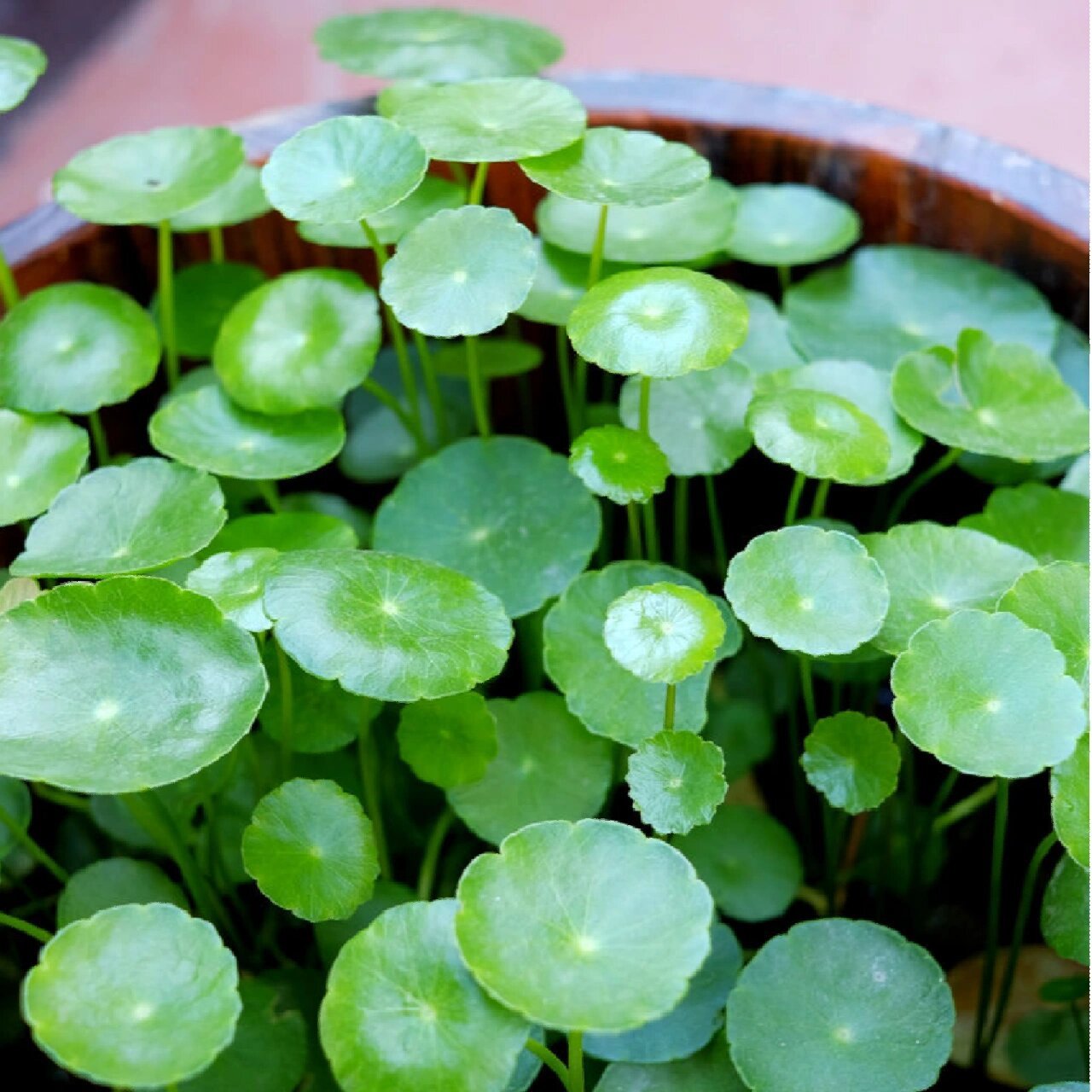 养护手册 别称 钱币草  金钱莲  水金钱  野田胡荽 品种 三叶铜钱草