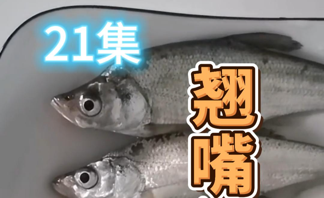 翘嘴鱼和白条鱼有哪些区别