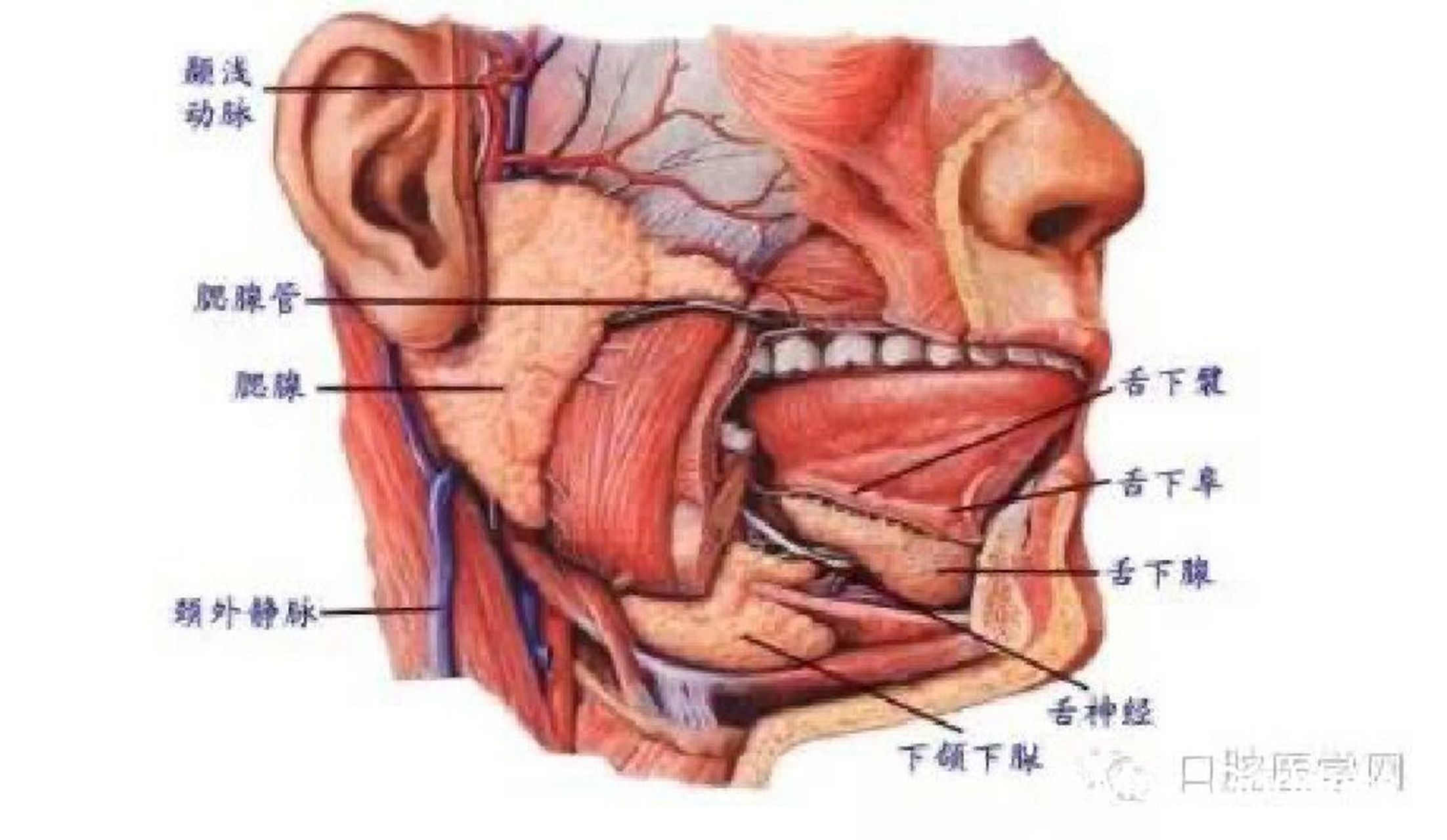 口腔腺解剖示意图 口腔腺(salivary dand)是开口于口腔的各种腺体的总