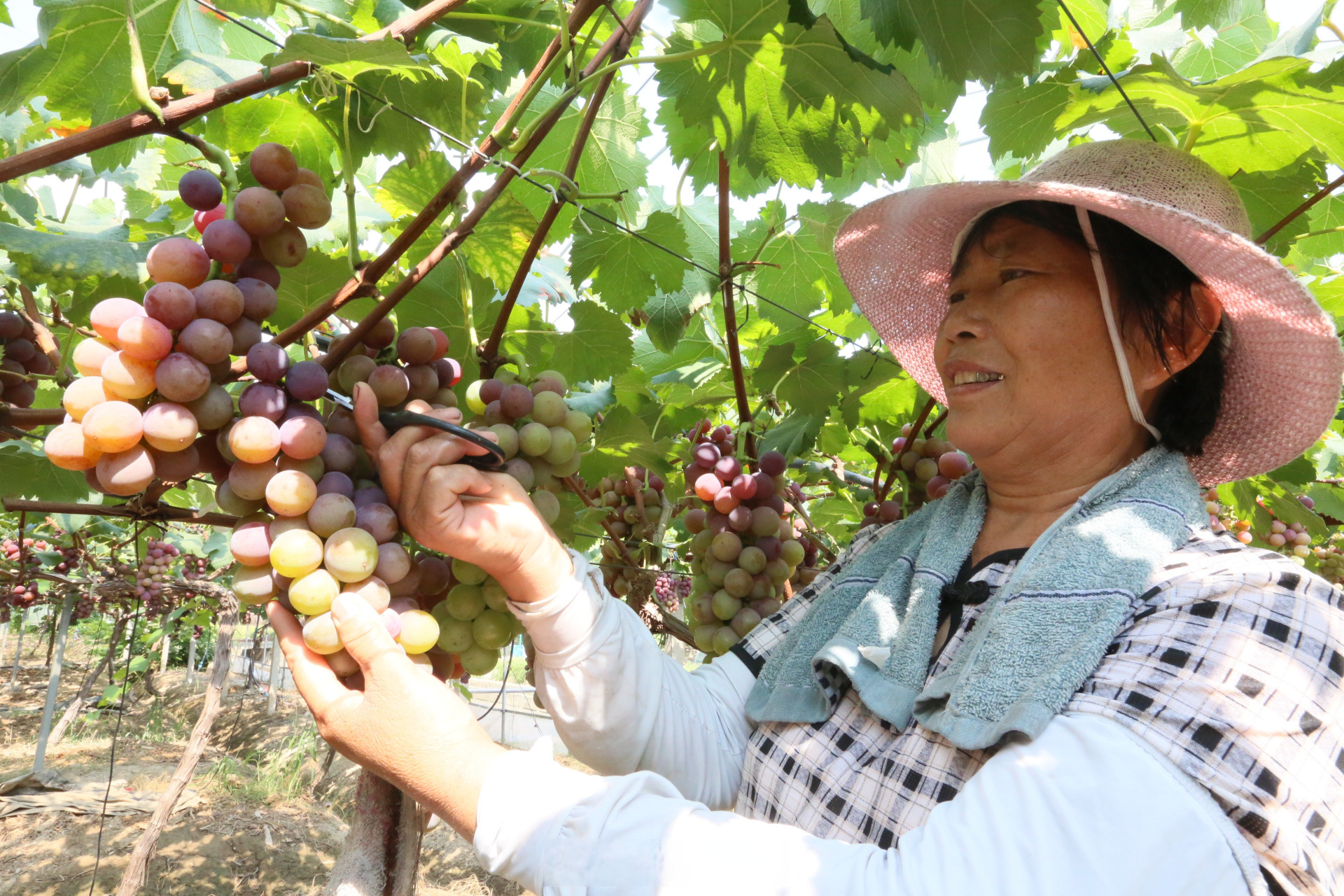 7月15日,位于浙江省余姚市临山镇邵家丘村的江南葡萄农庄里,果农们冒