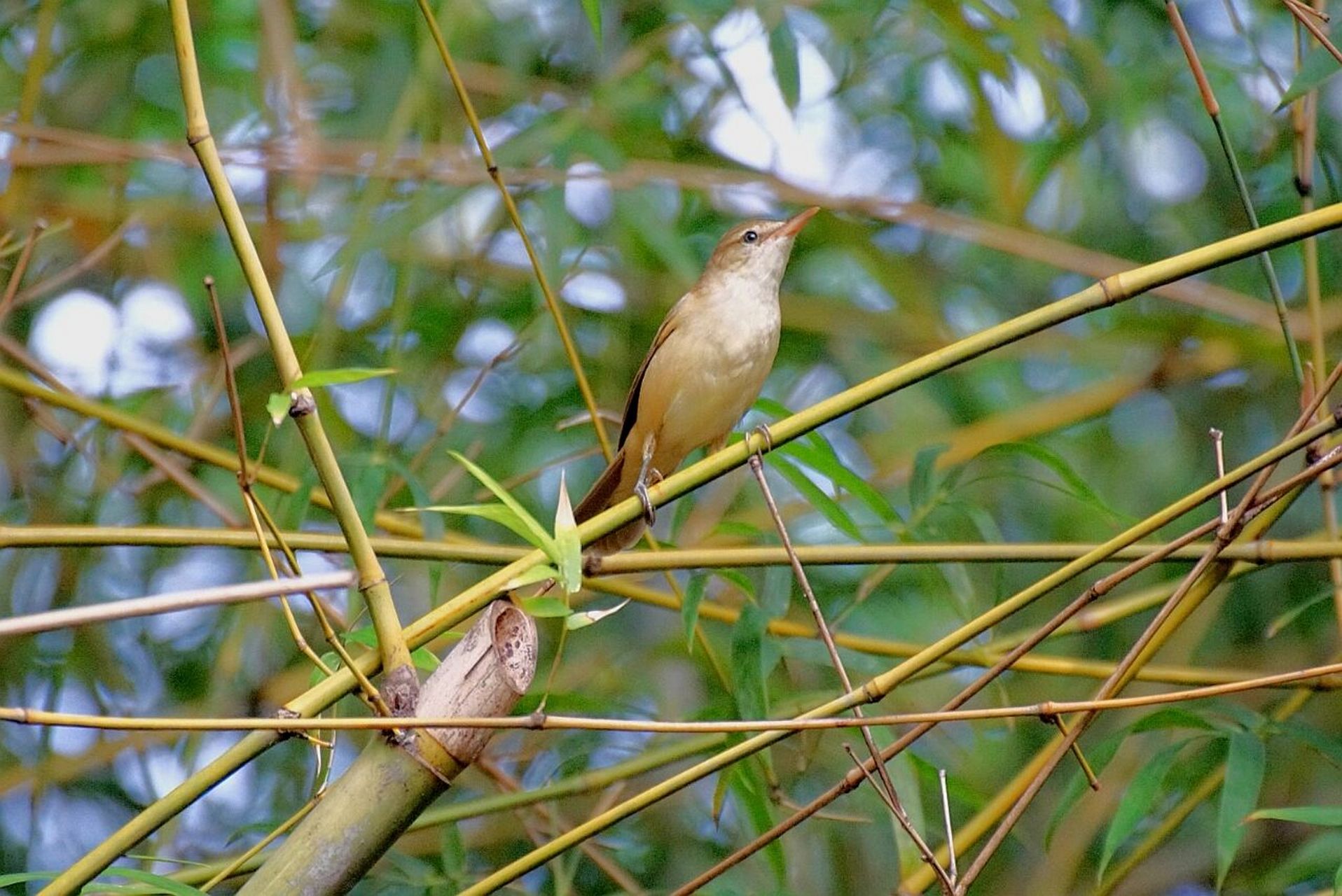 东方大苇莺(学名:acrocephalus orientalis)是莺科苇莺属的一种动物