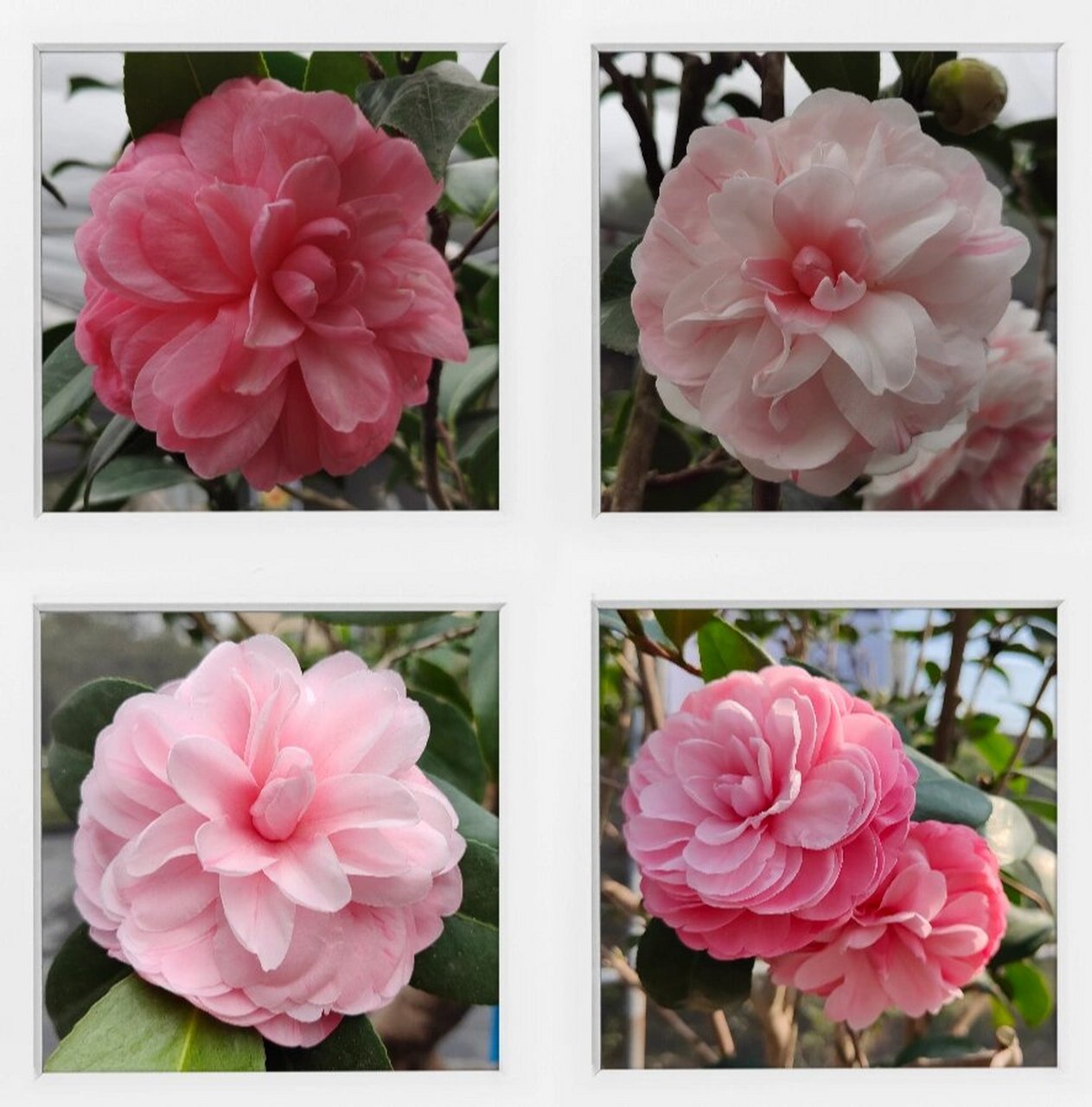 茶花│"百变女王"乔依 "乔依肯德力克",简称乔依,乔伊,是国外植物育种