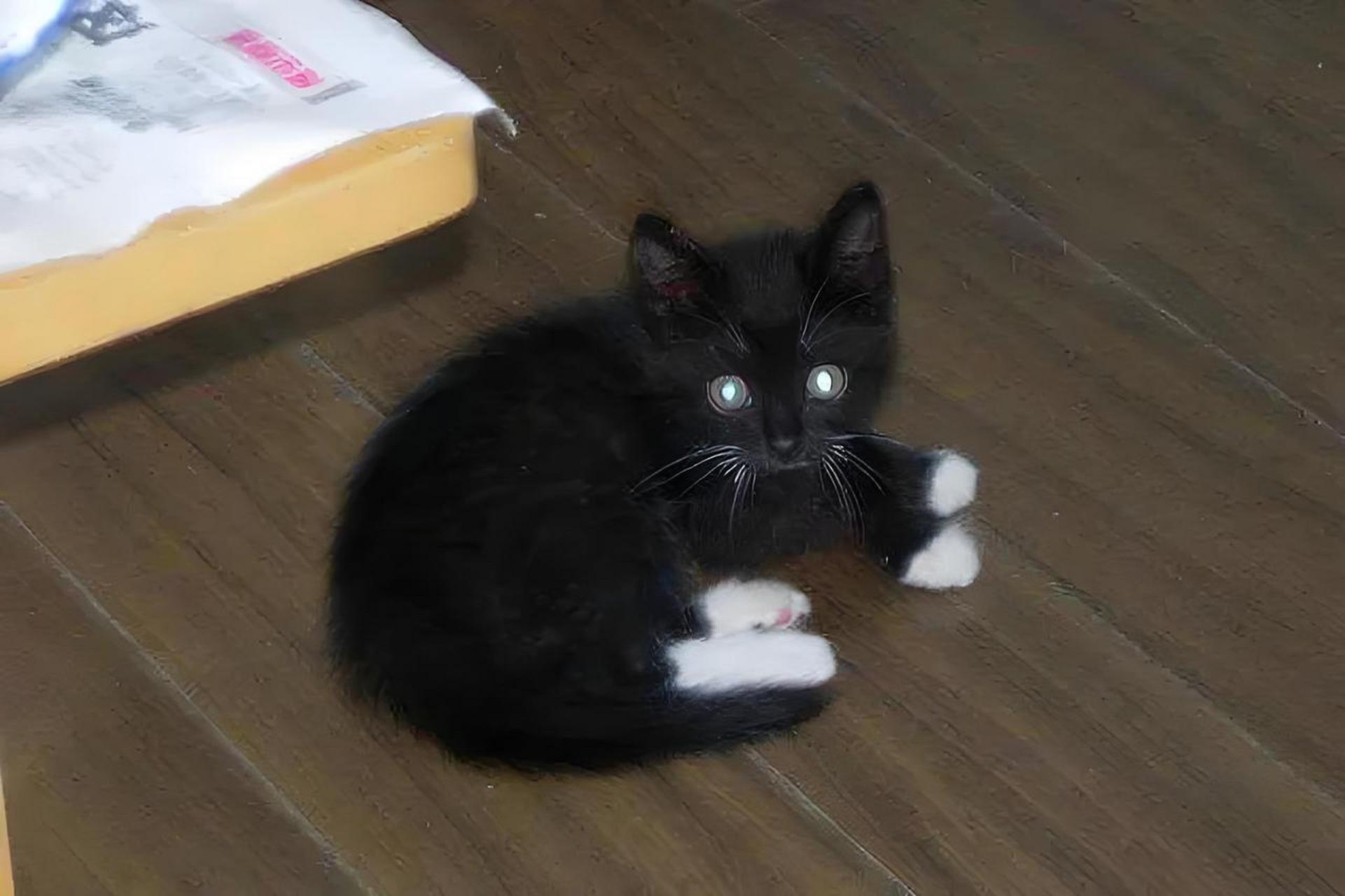 你不知道的猫咪——踏雪寻梅 一,基本特征  · 四肢颜色:猫的四肢