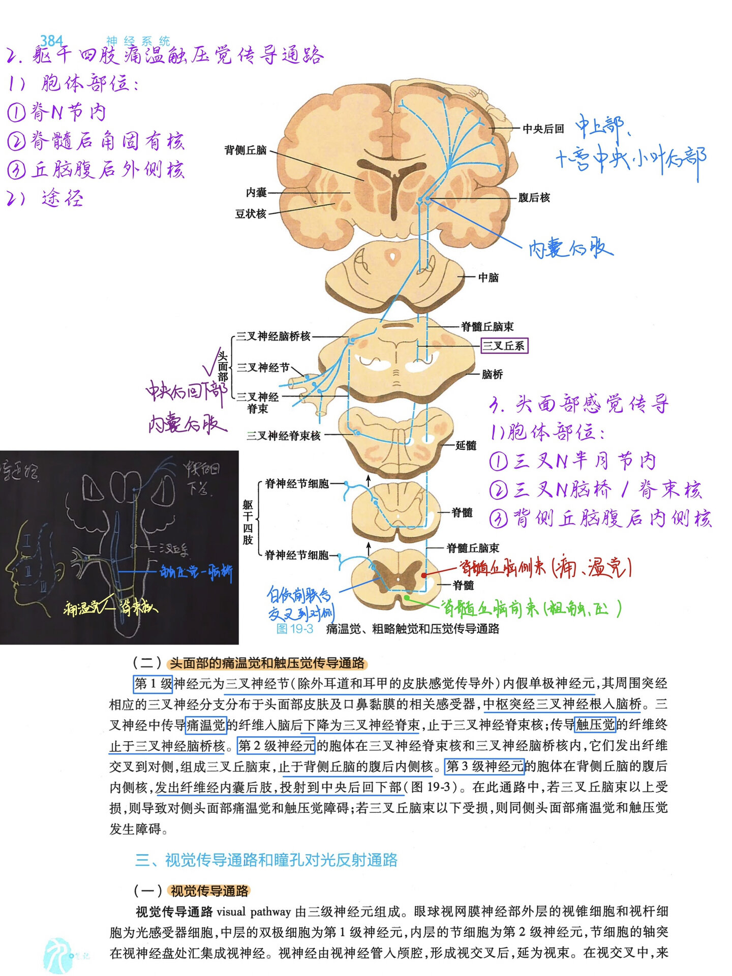 神经感觉平面分布图图片