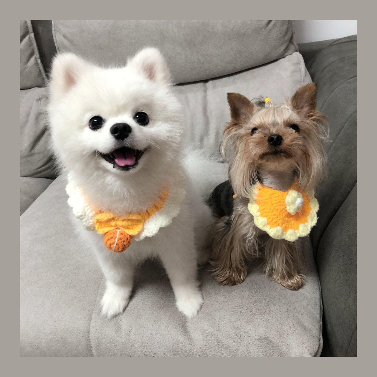 博美和约克夏组合真绝931591