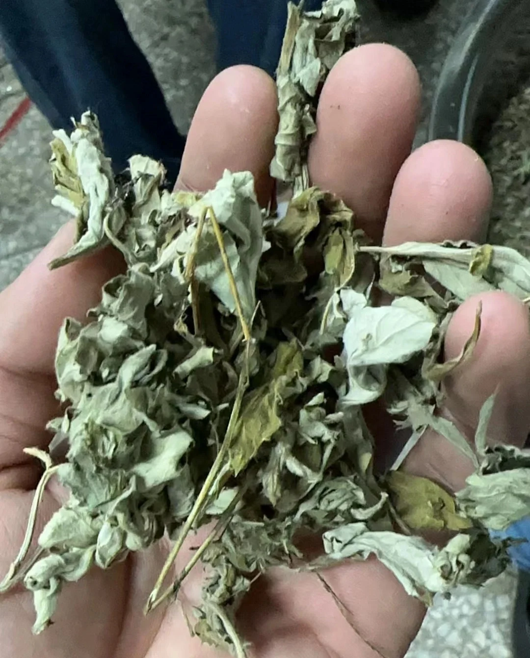 进屋坐会 用艾叶水洗头,你知道怎么洗吗? 我们取适量陈艾叶清洗干净.