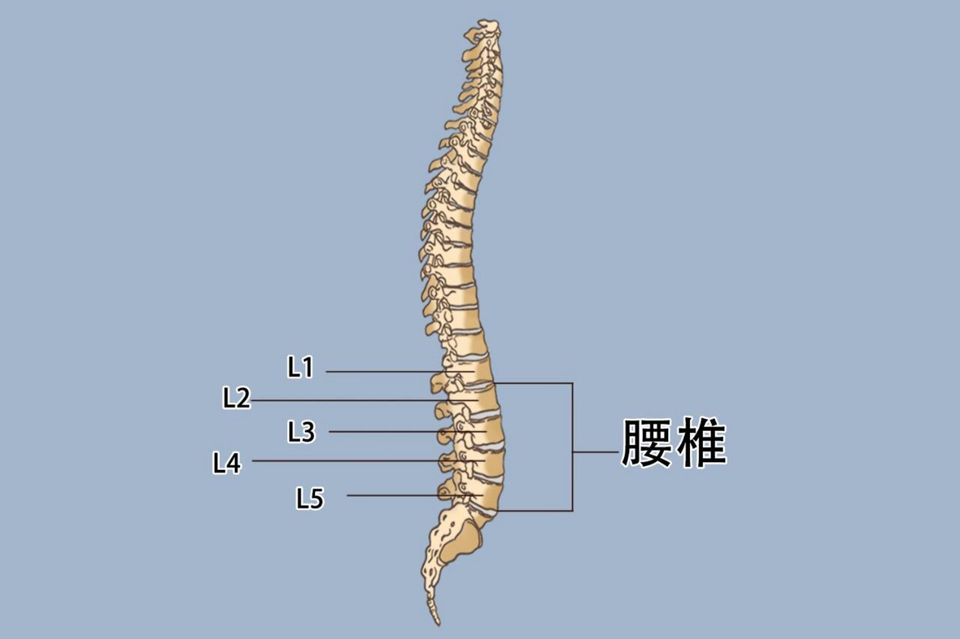 98腰椎是位于胸椎下方的5块椎骨,l1,l2,l3,l4,l5即第1,2,3,4,5腰椎.