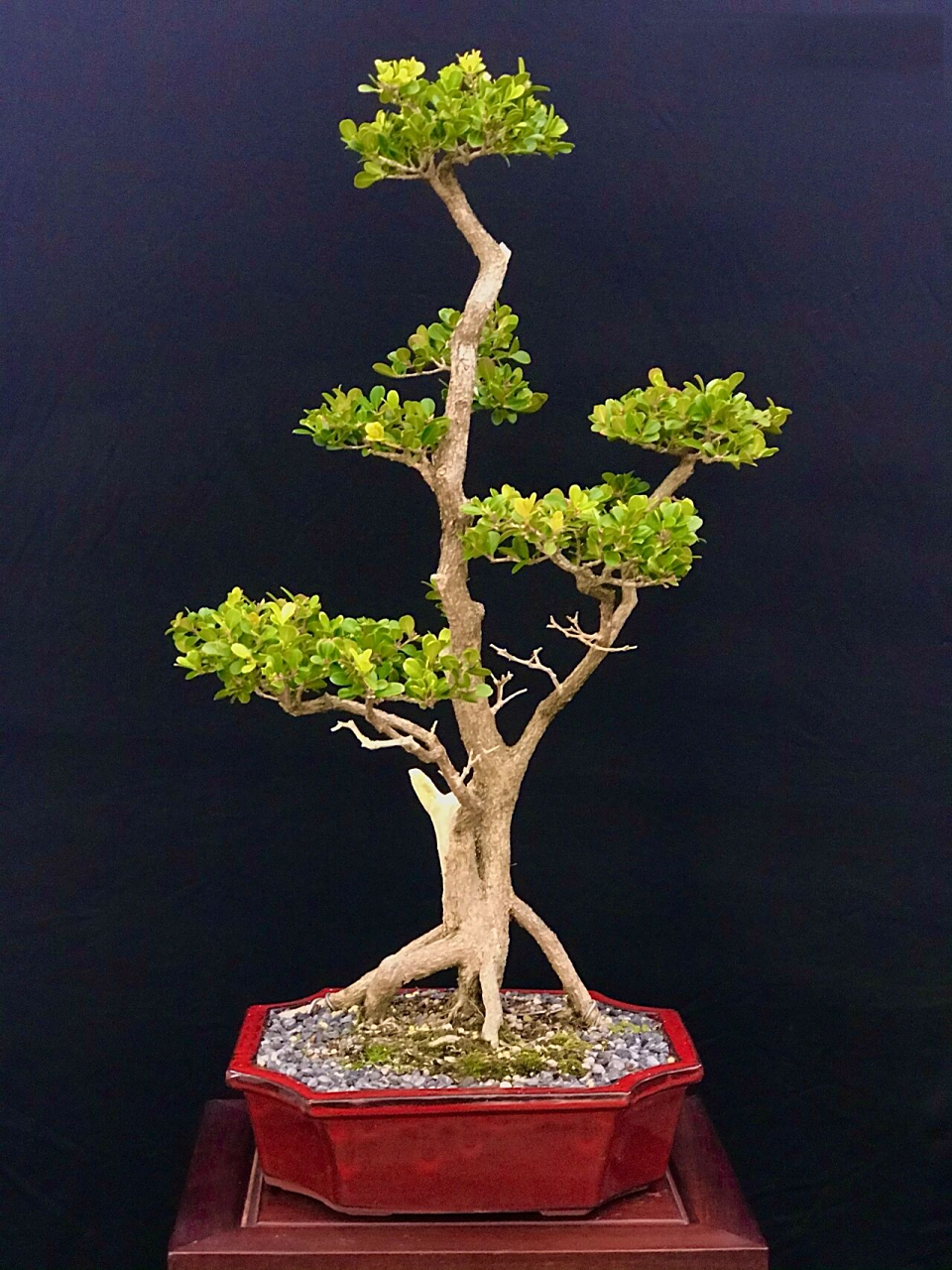 黄杨盆景 树种:瓜子黄杨 树龄:18岁 培养:7年 作者:林苑主人 	 这棵