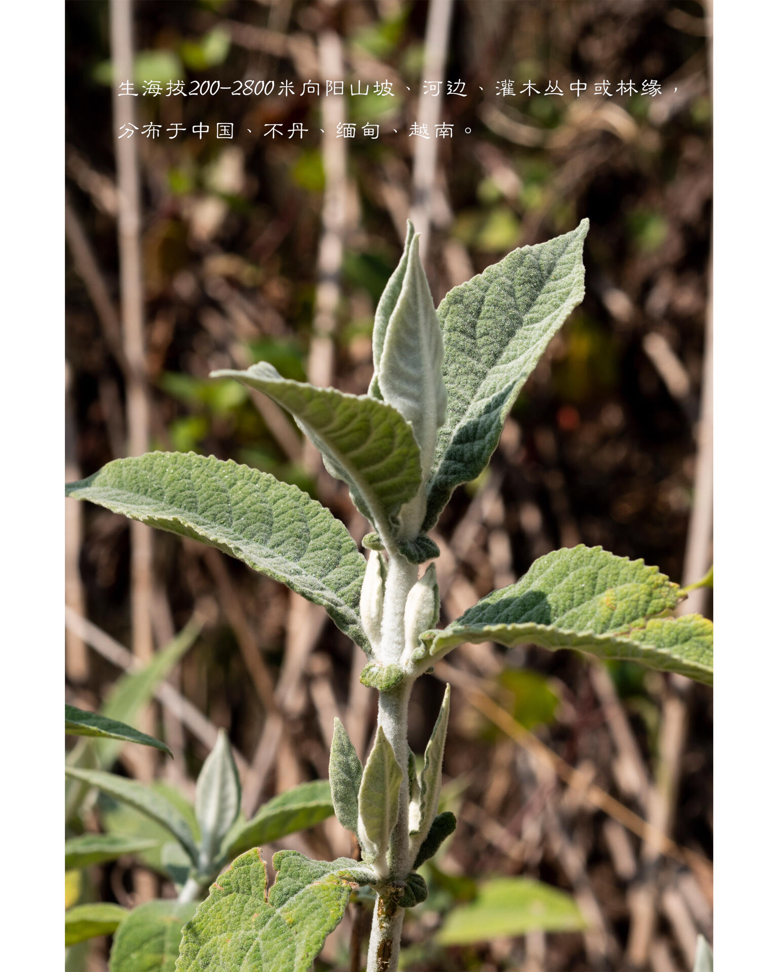 早春野花|密蒙花
