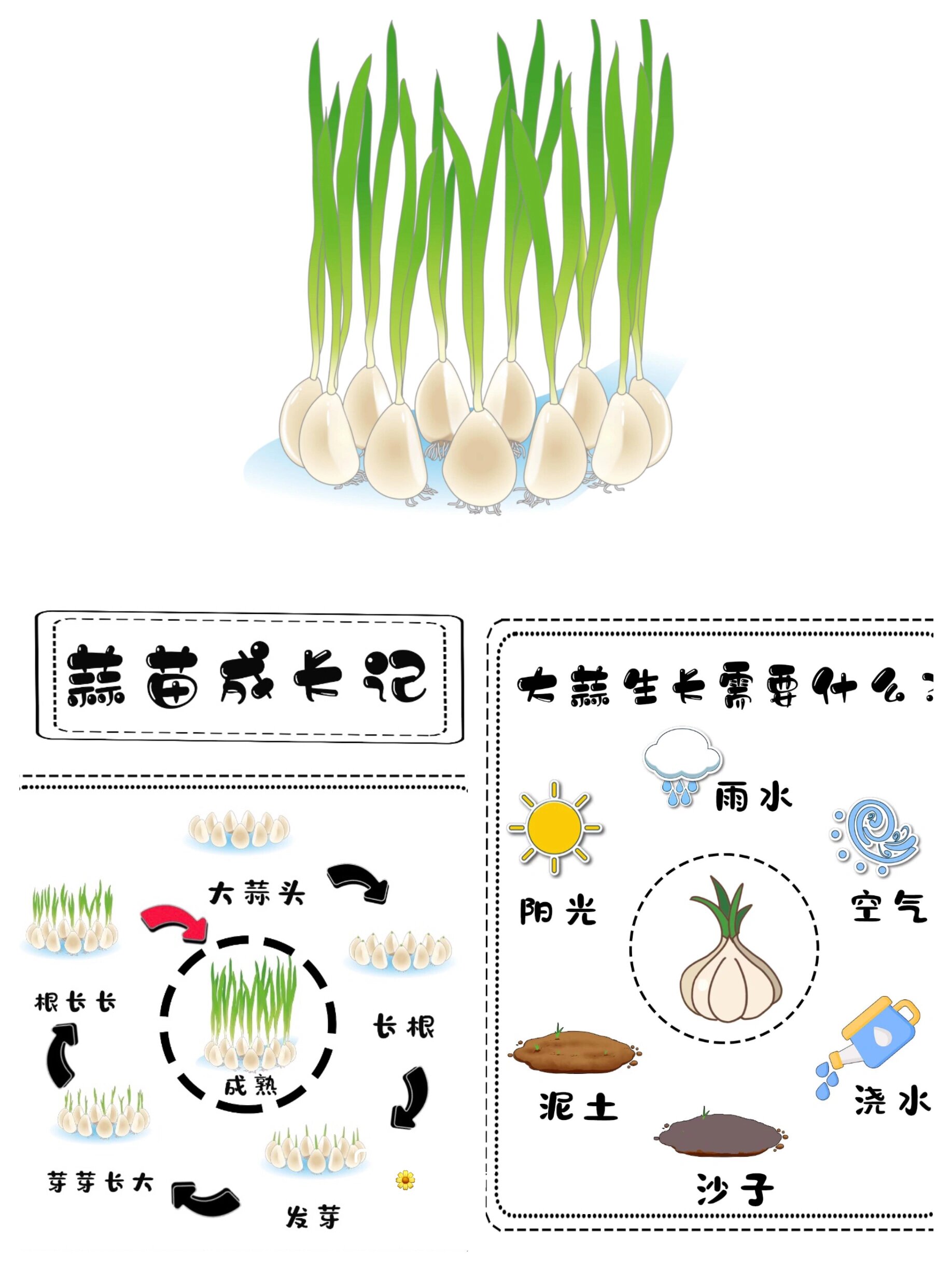 幼儿园种大蒜的步骤图图片