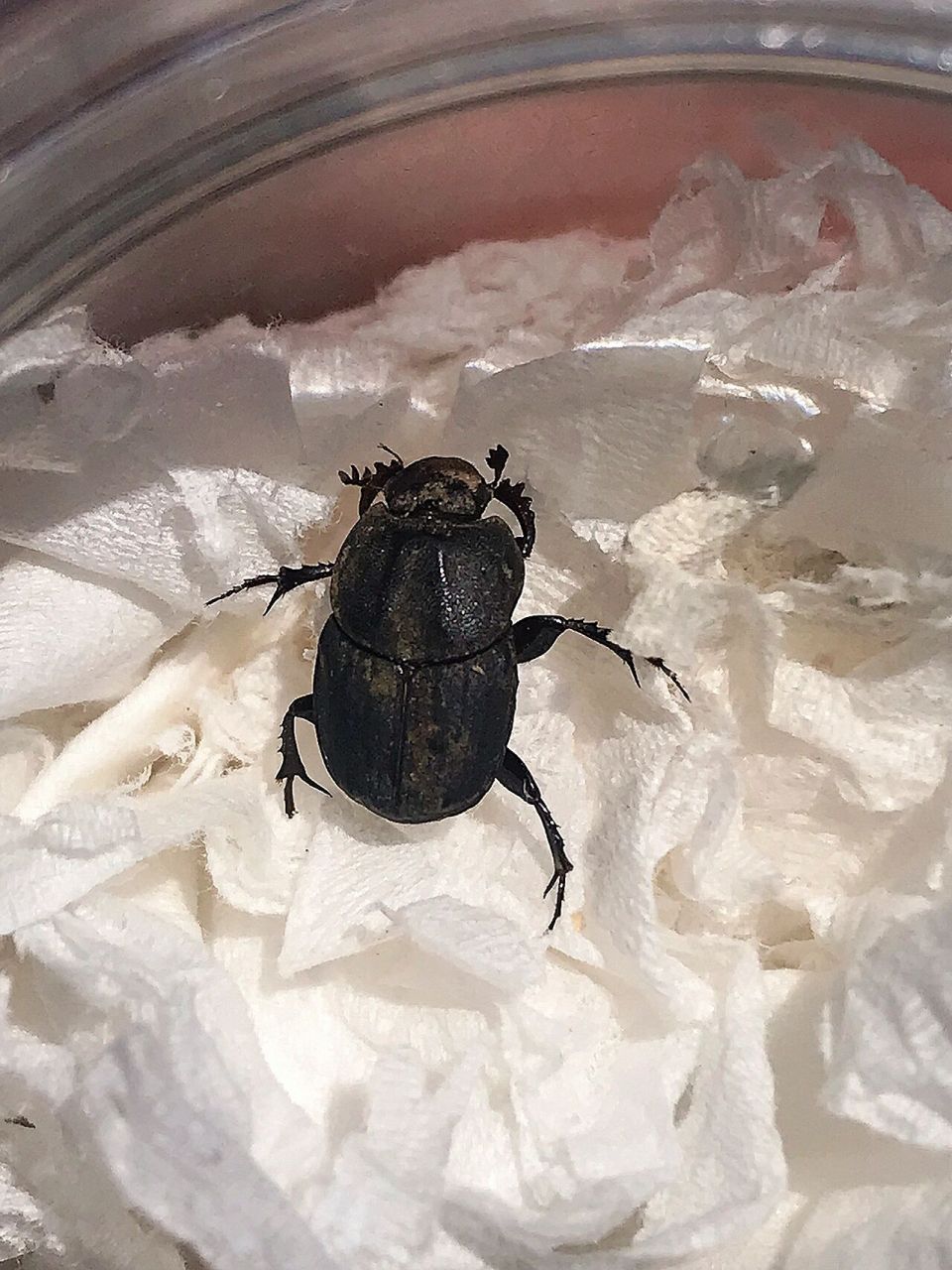 夏日昆虫|阳台山偶拾 阳台山下山时偶然遇到,辨识了一下,疑似掘嗡蜣螂