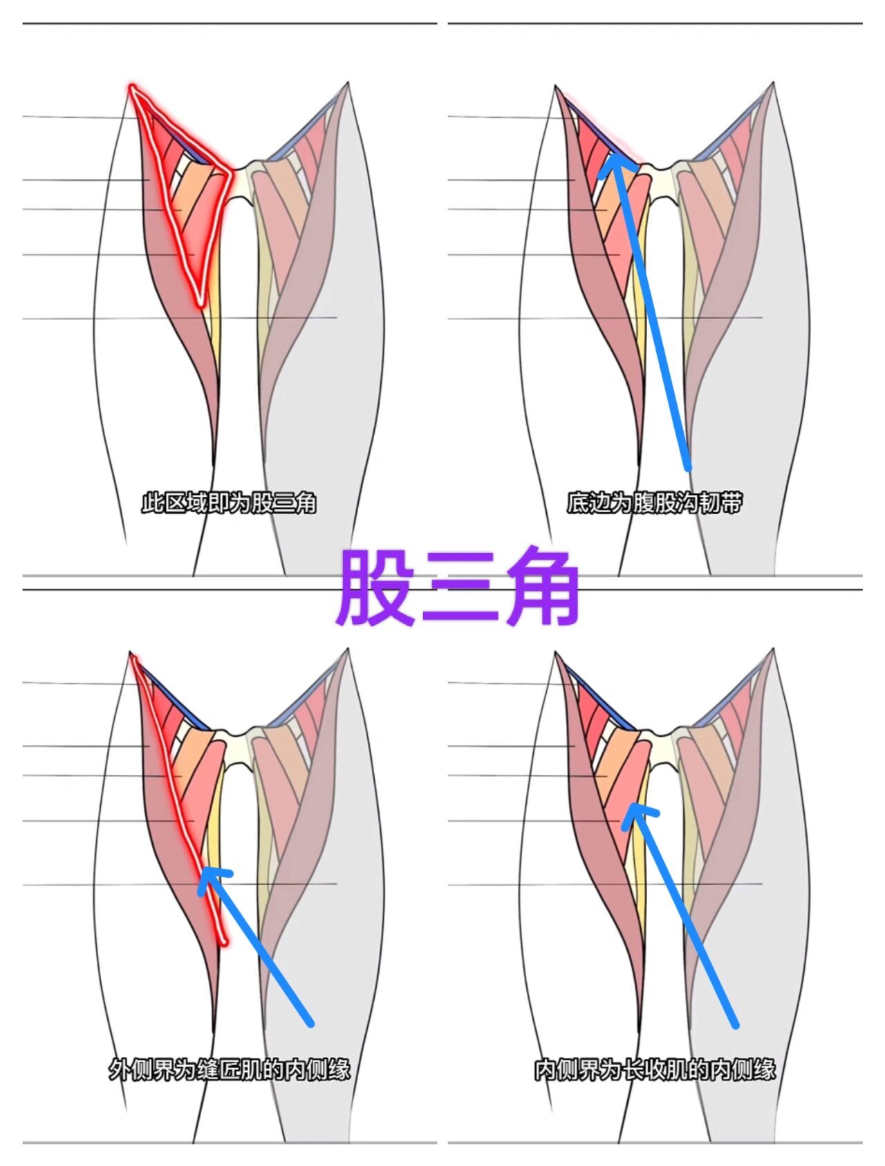 股三角区位于大腿的前内侧上1/3部位,主要是由腹股沟韧带,缝匠肌以及