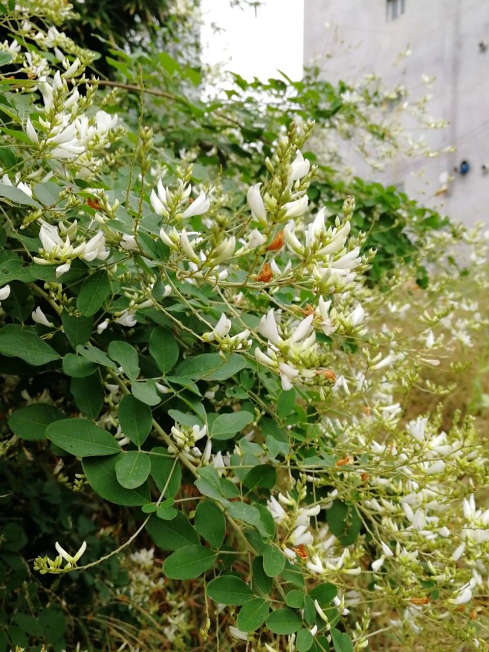 美丽胡枝子 刚开始以为是槐花 经大家科普和查询 确认这个是胡枝子