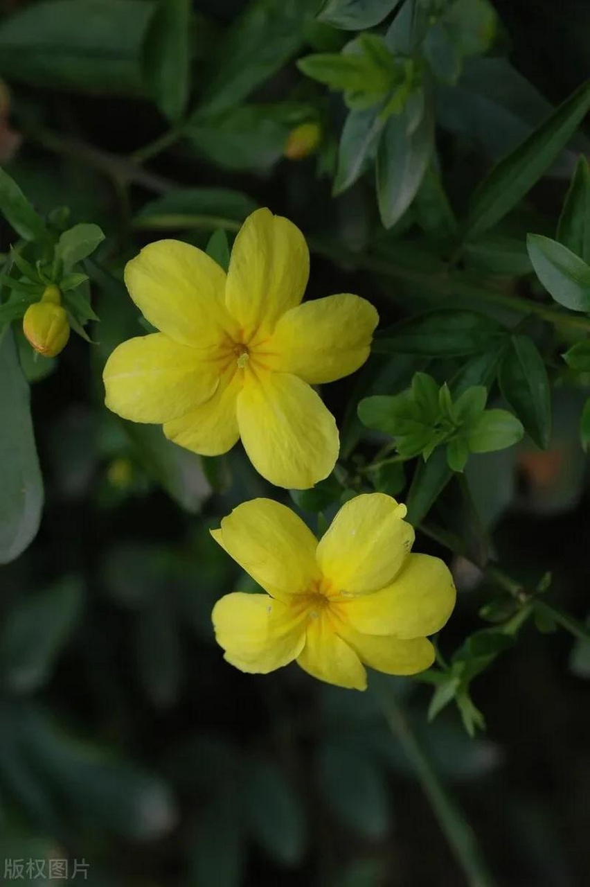 黄素馨一般指野迎春,野迎春( jasminum mesnyi hance )是木樨科素馨属