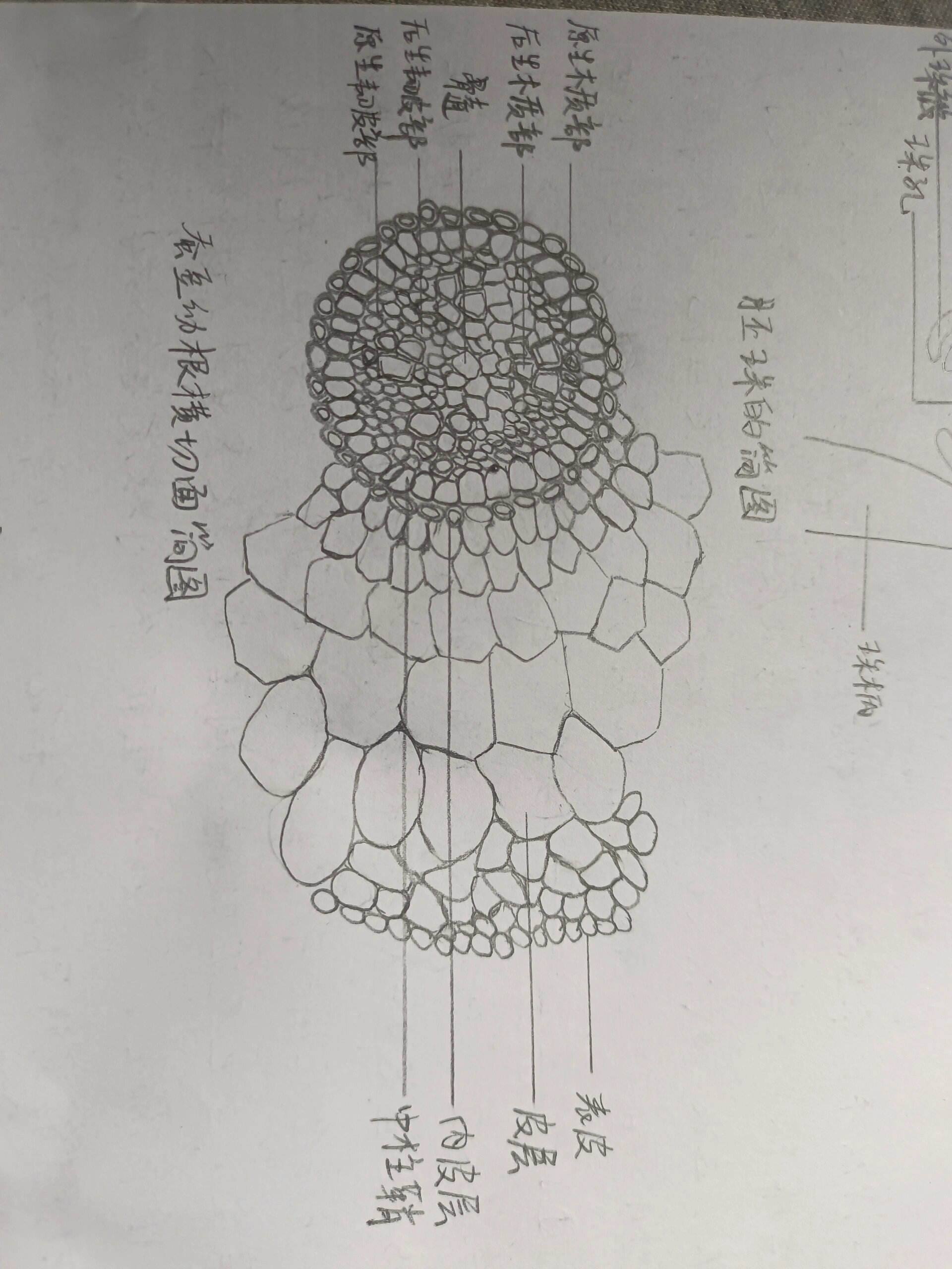 蚕豆幼根横切结构简图图片