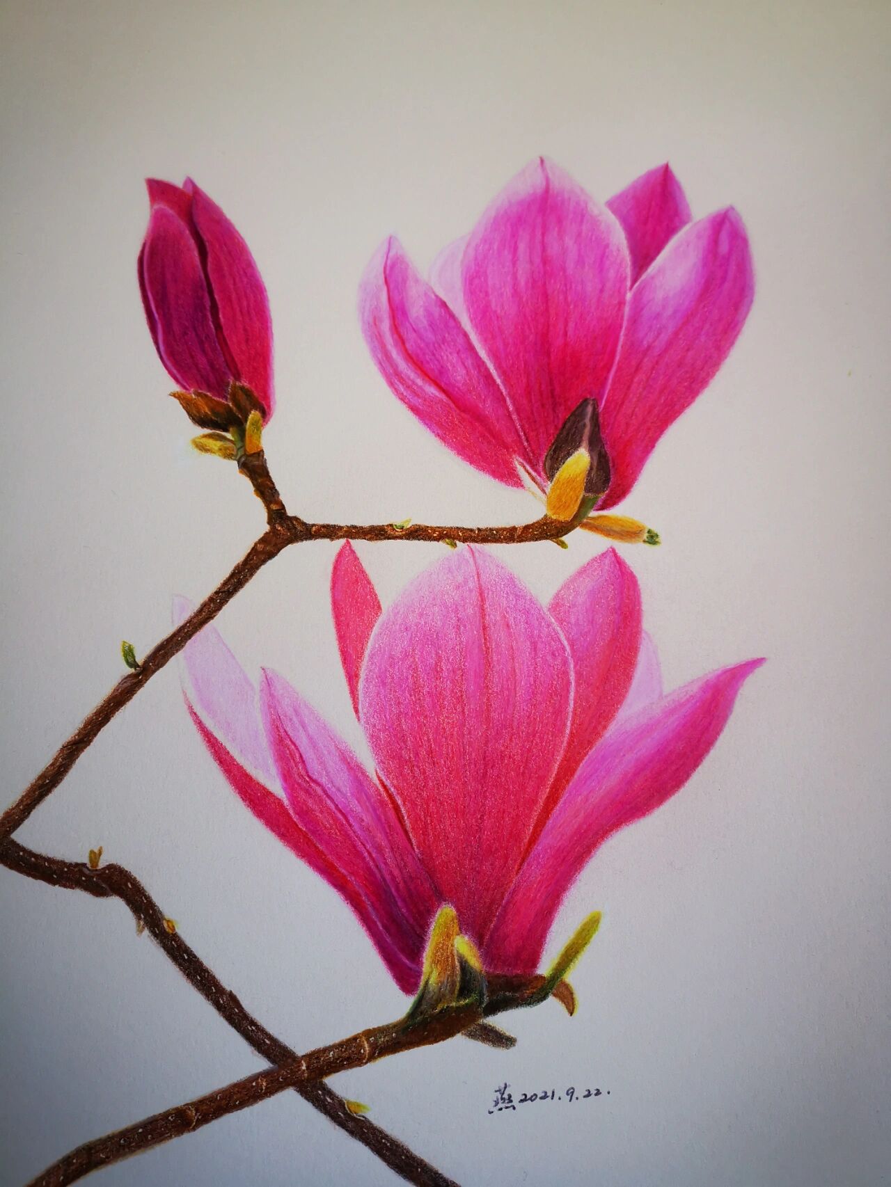 彩铅画(41) 玉兰花