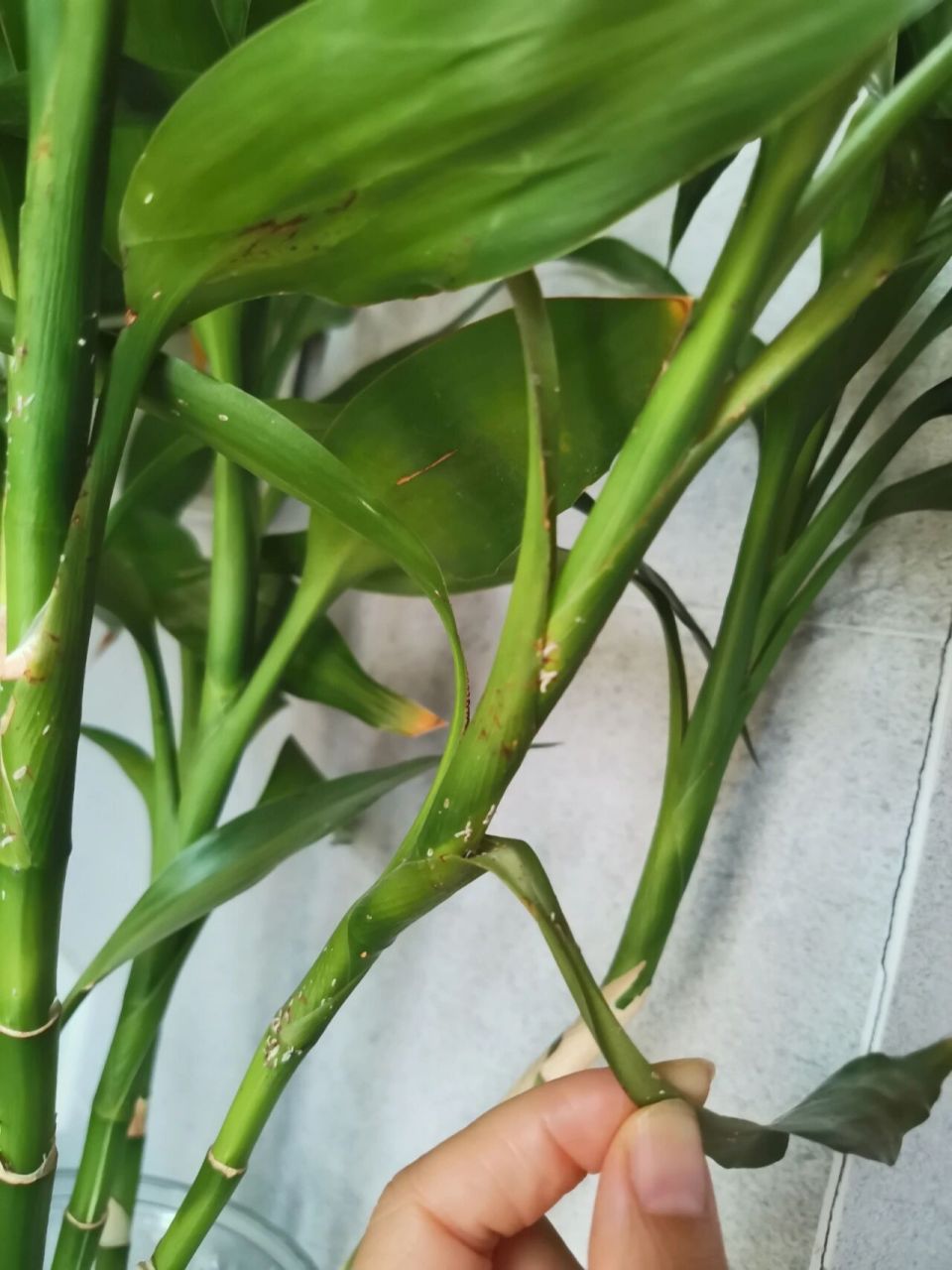富贵竹上长虫子 养了几年的富贵竹,突然长了白色的虫子,这是啥虫子呀