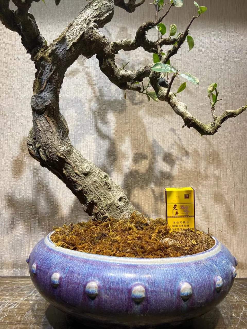 97可观赏,可入药 | 两面针盆景94 (图二为叶子)小李从小听到有