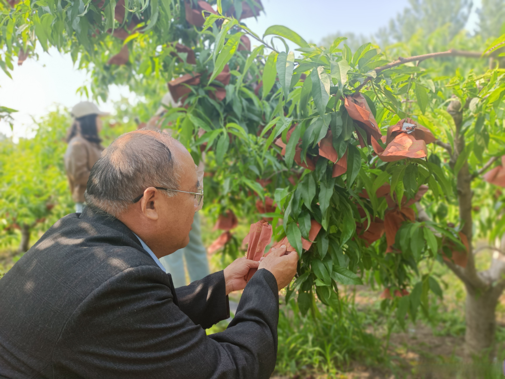给桃子套袋子 鼓起桃农"钱袋子"  进入五月,正是桃子套袋的最佳时期