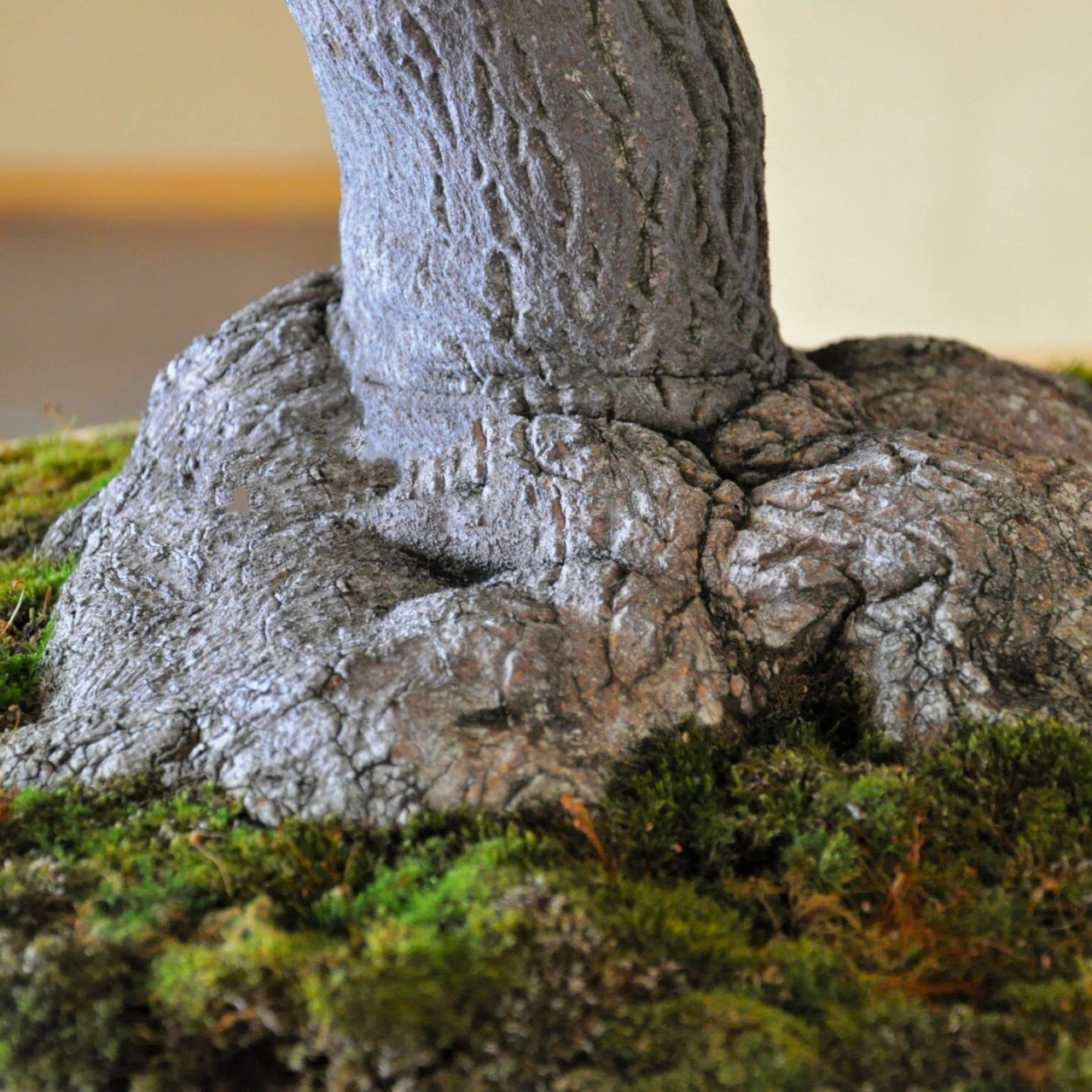 野茉莉|盆栽欣赏