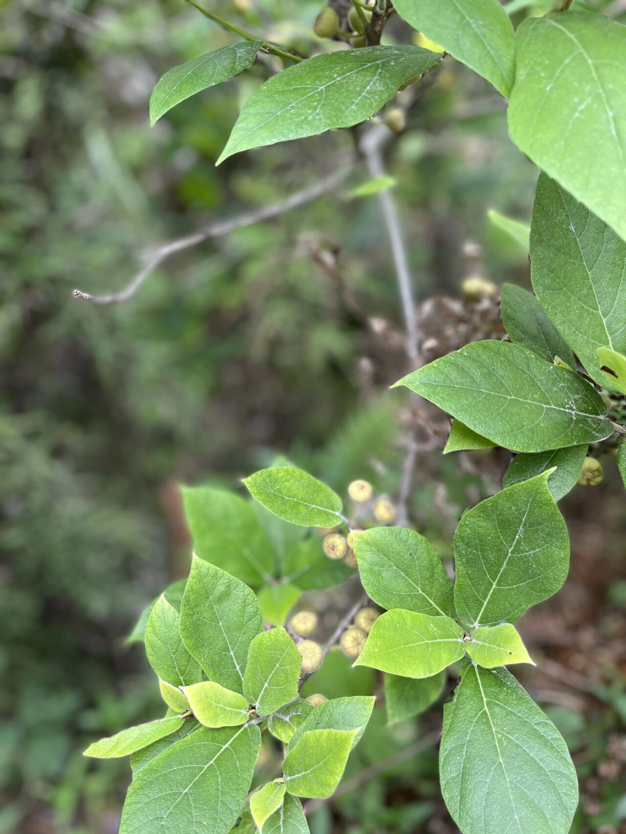 百度说的是矮小天仙果,也叫牛奶果