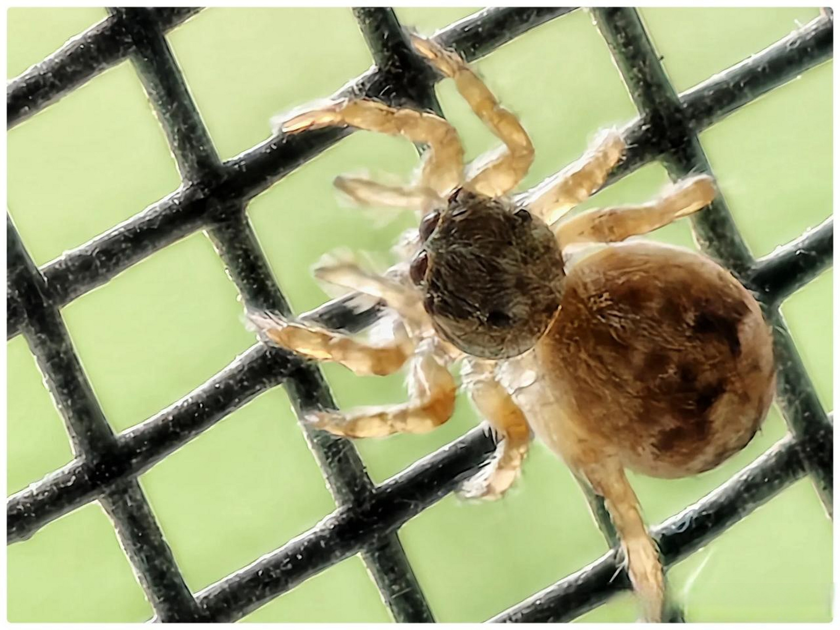 蜘蛛织网,静待佳客来.蜘蛛在那