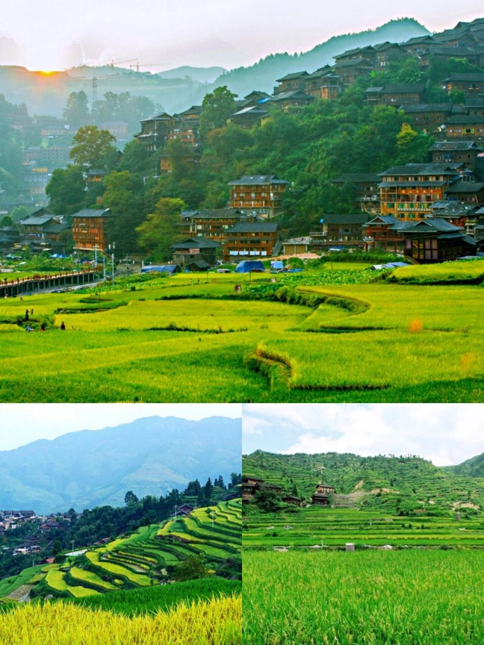 西江苗寨梯田|免费打卡73 &不容错过稻田风光 免费打卡西江千户苗寨