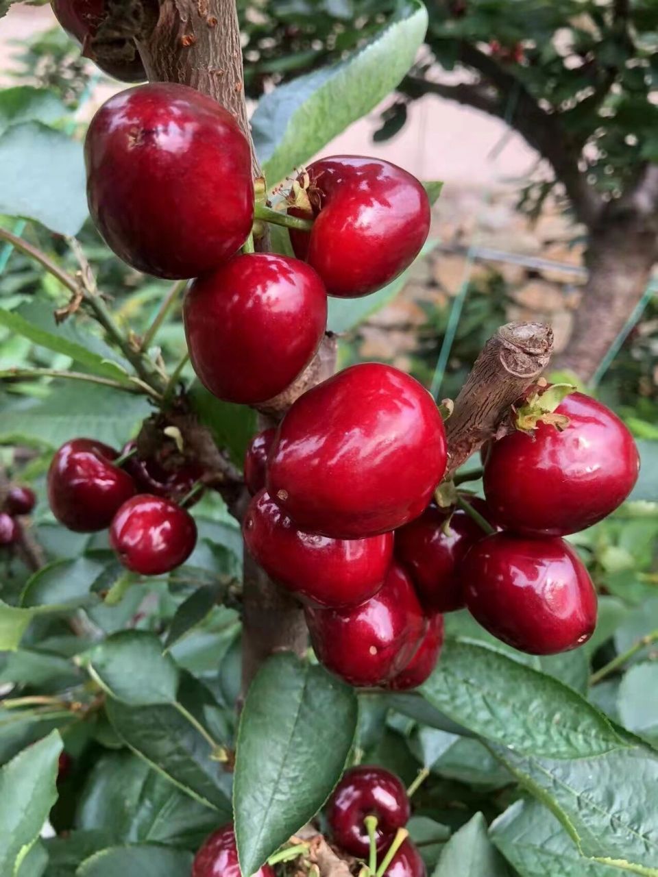 susu家是产自瓦房店得利寺镇大樱桃!