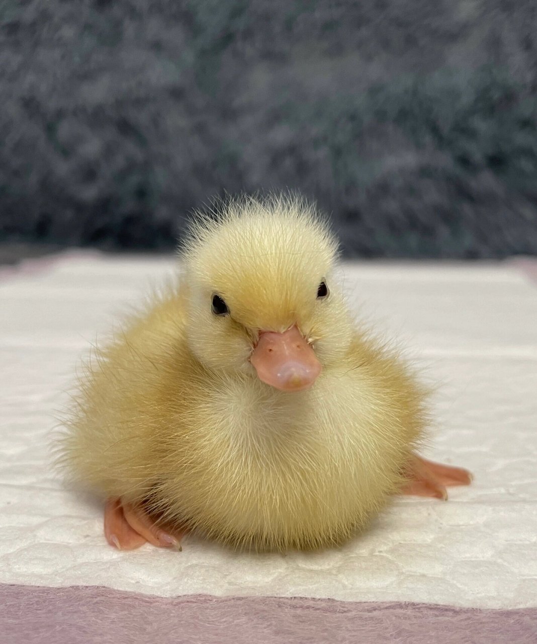 没发育好的柯尔鸭孵化30天今天自己蹬出壳啦 给大家看看小鸭子出壳很