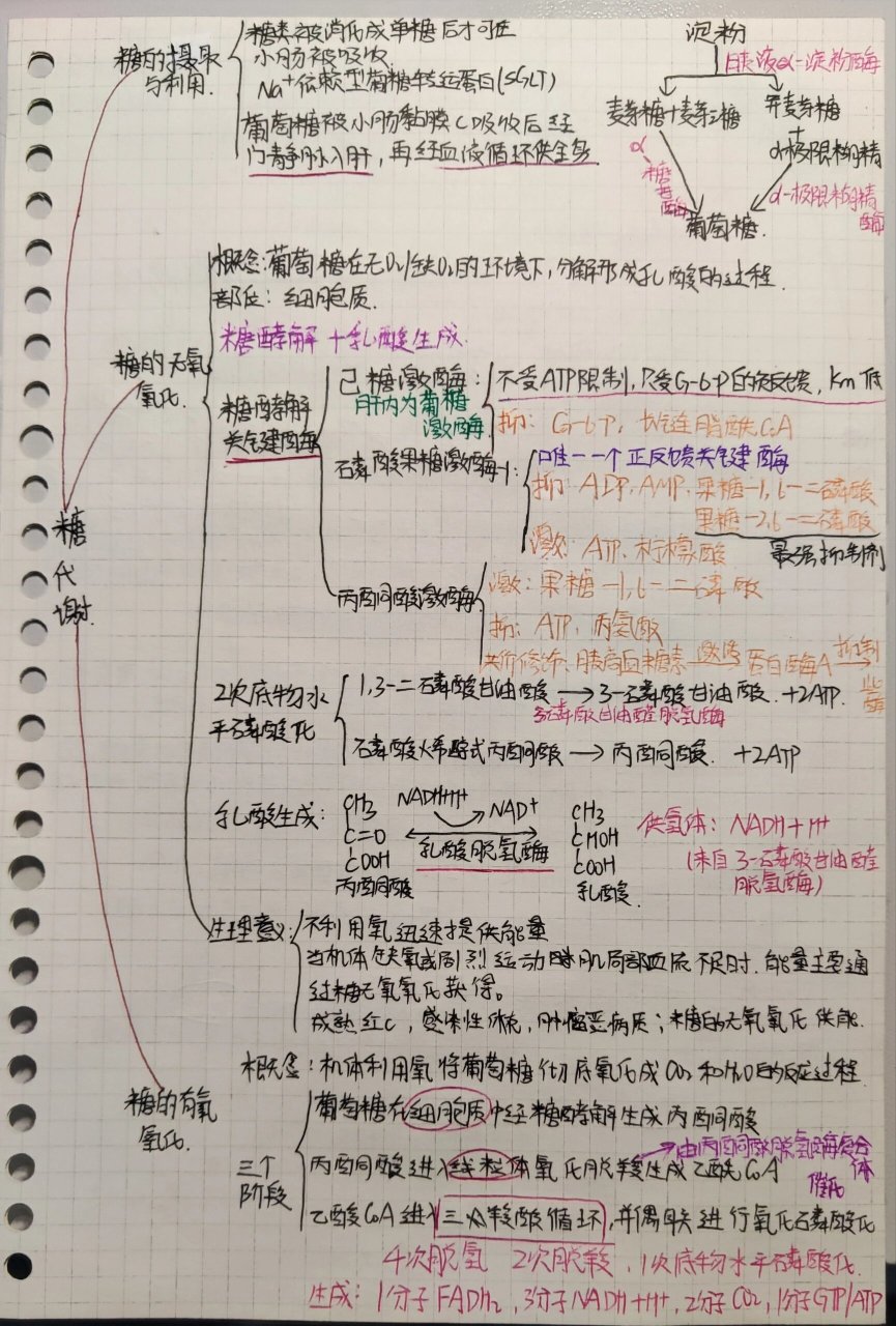 糖代谢思维导图787878 78打卡第6天!