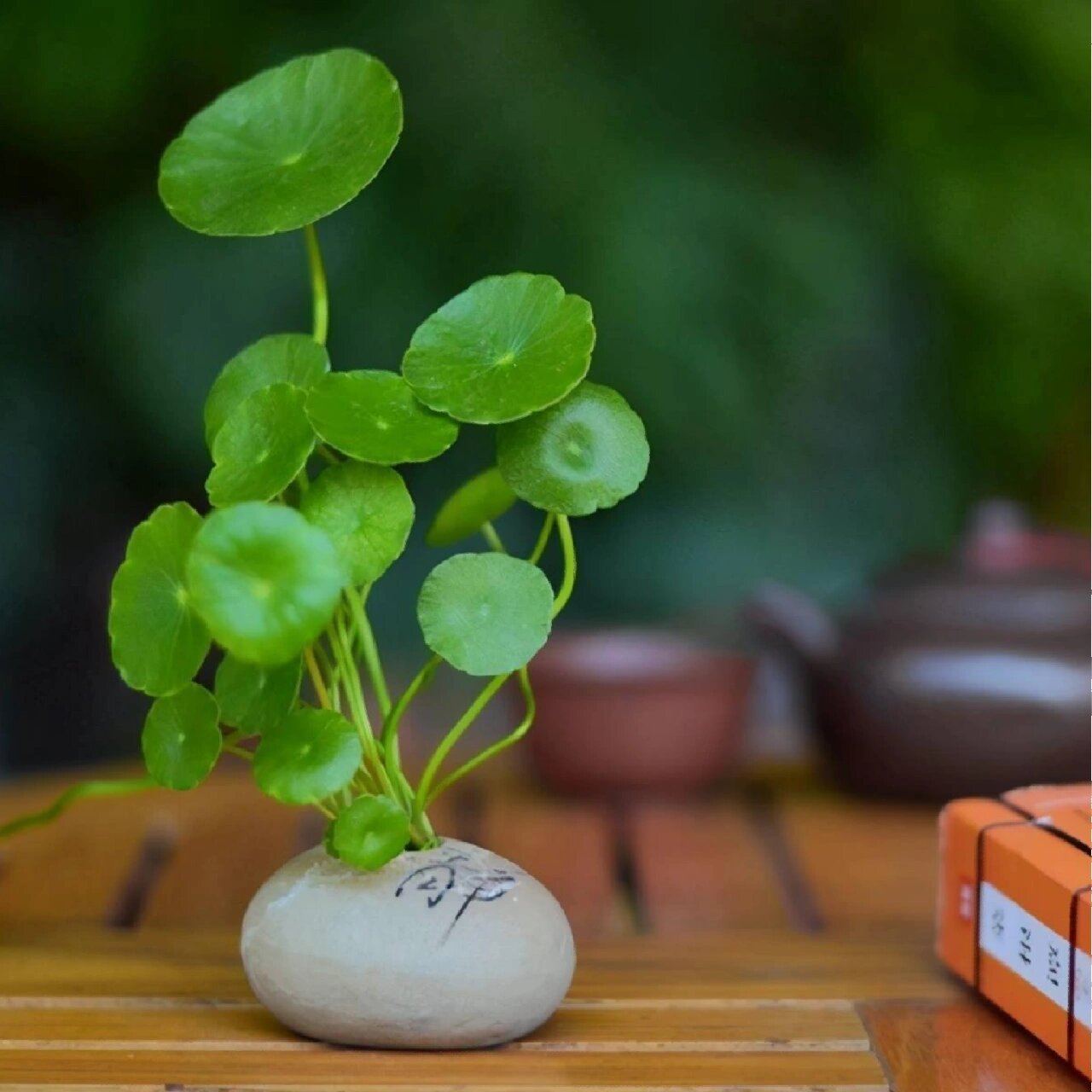 养护手册 别称 钱币草  金钱莲  水金钱  野田胡荽 品种 三叶铜钱草