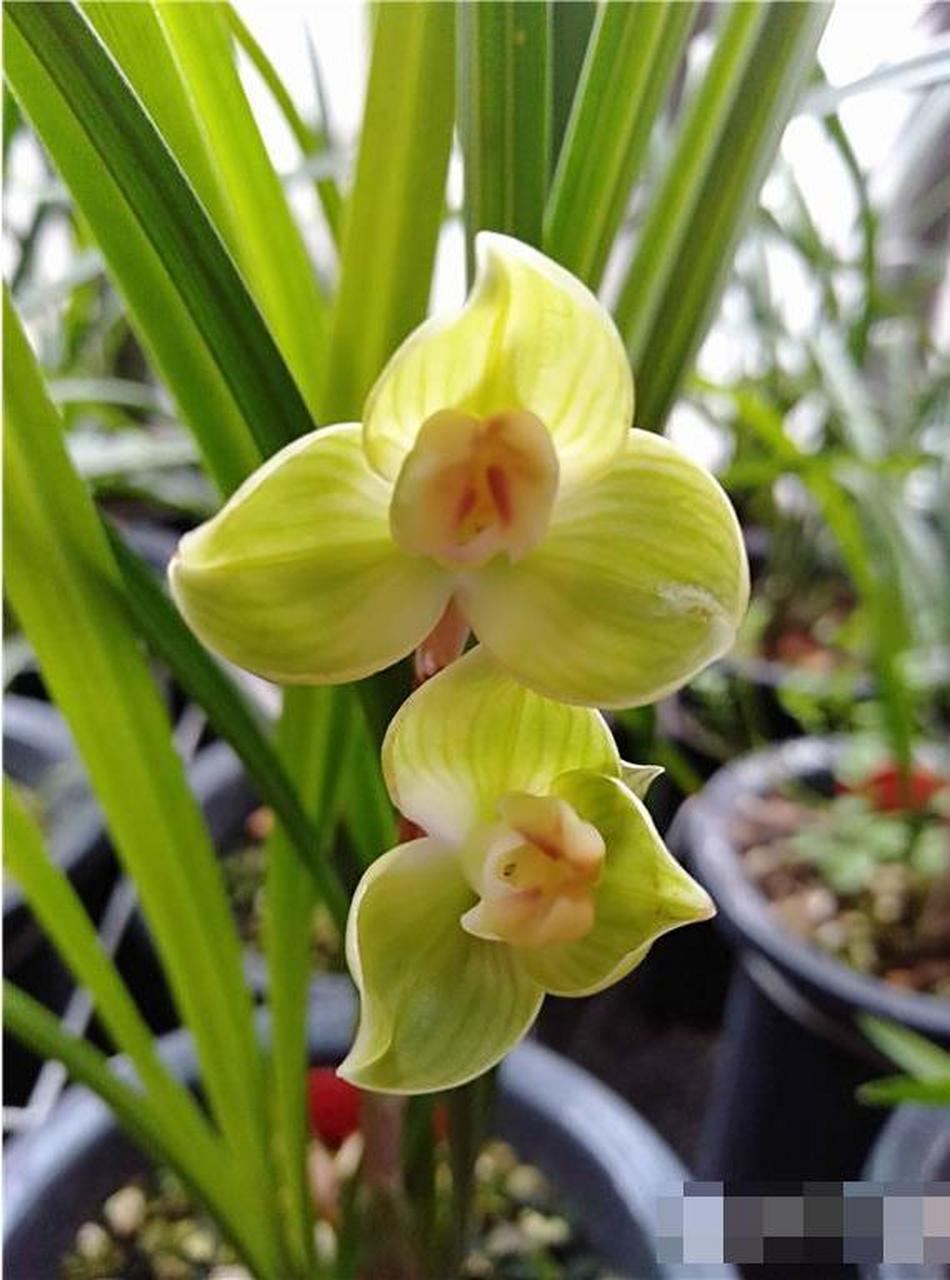 兰花极品:【玉海棠】春剑兰,历史价格曾高达100万元/株,如今跌了99%