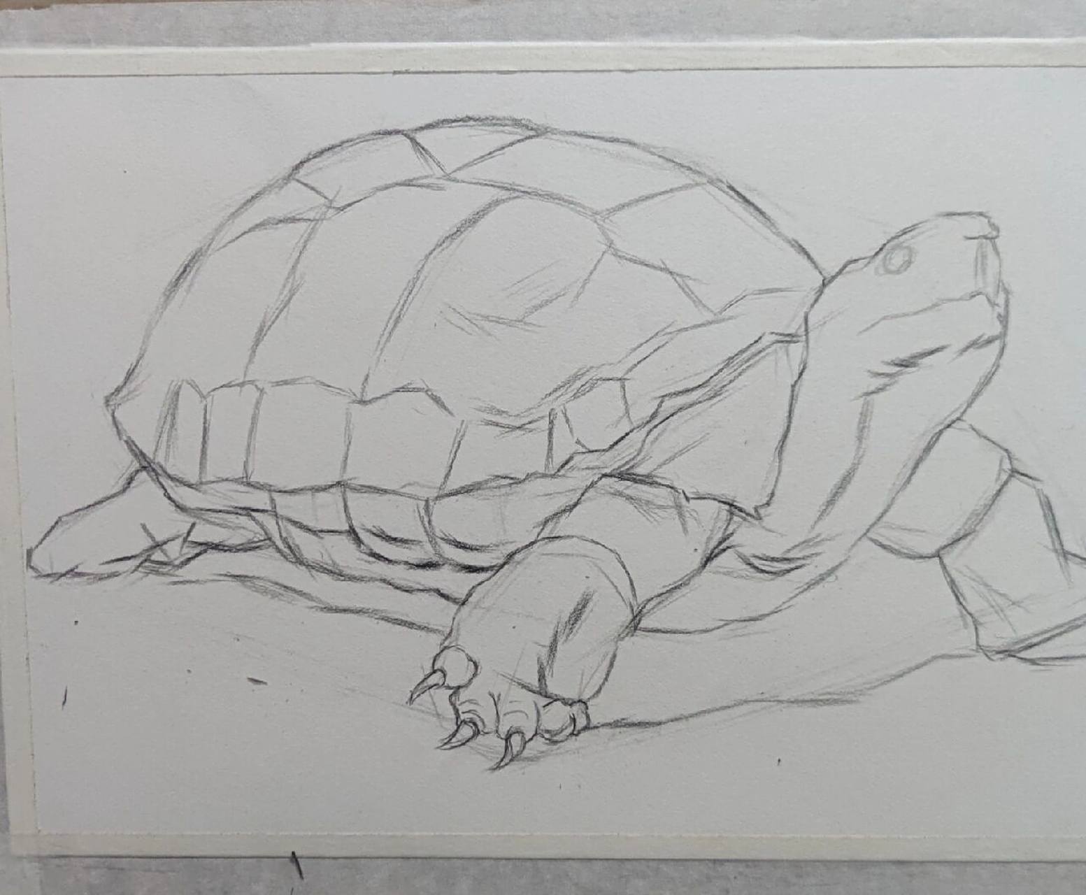 素描小乌龟98(附步骤图) 画了一张素描小乌龟.