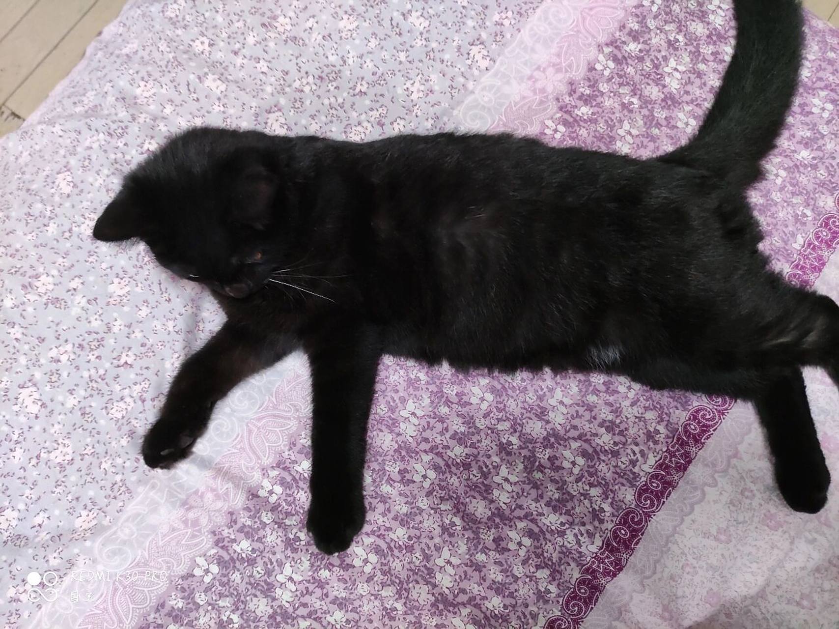 黑英短虎斑 铲屎官们,你们家的猫咪也喜欢咬脚丫子么