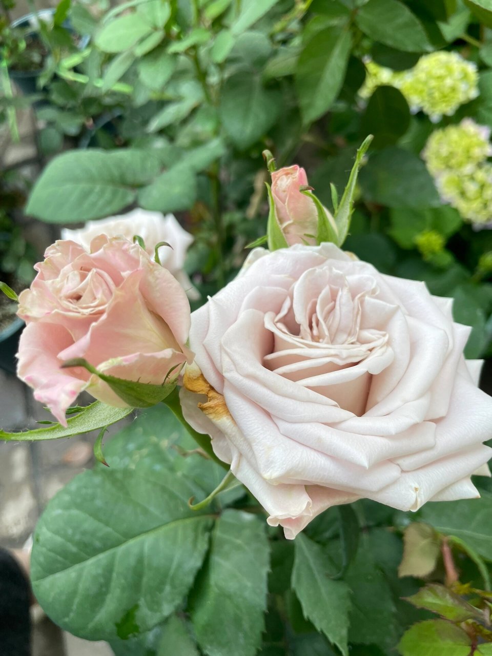 月季品种:曼塔         超级优秀的复古色品种,长势特别快,直立性很好