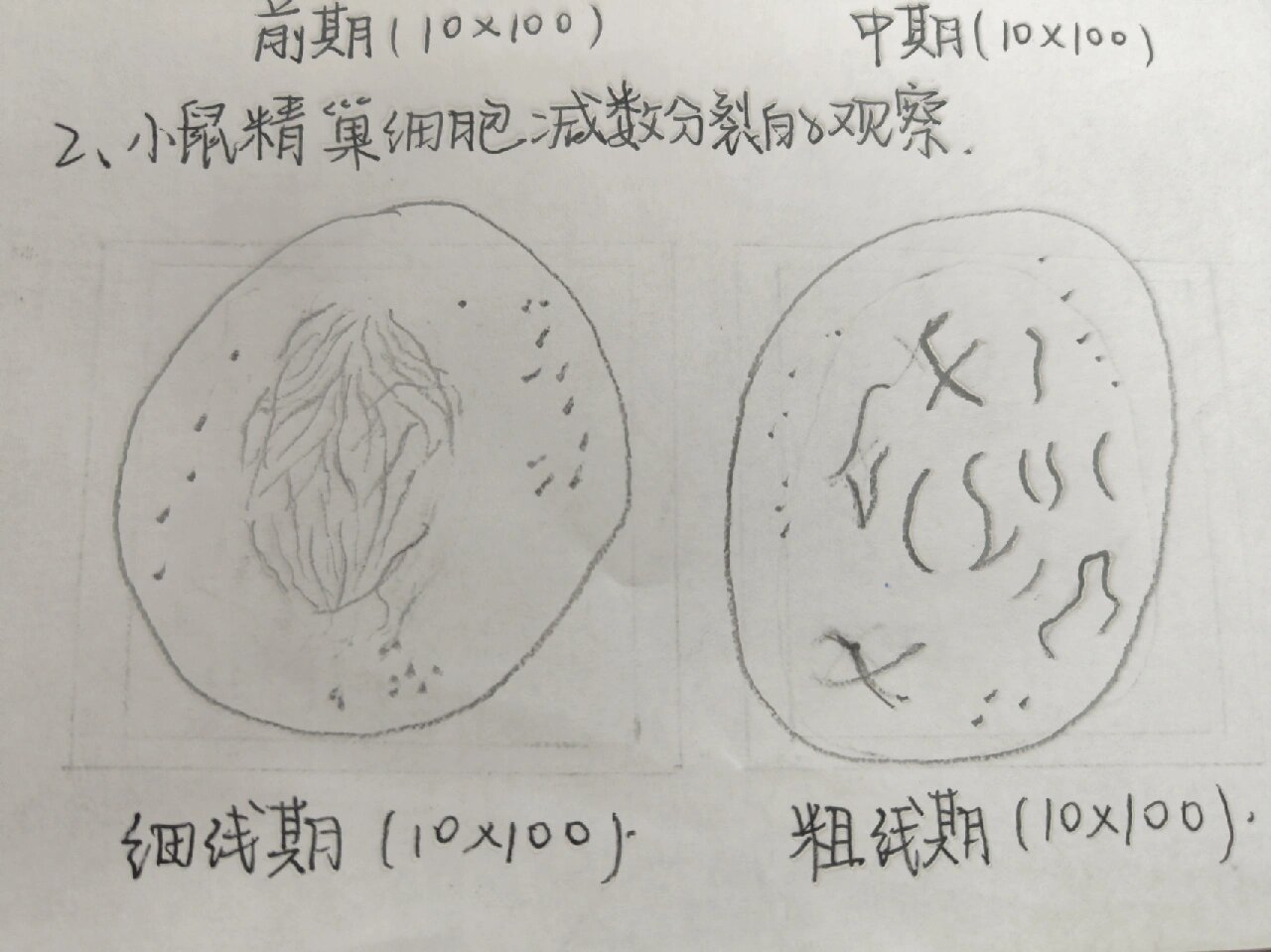 洋葱根尖细胞有丝分裂和小鼠精巢细胞减数分